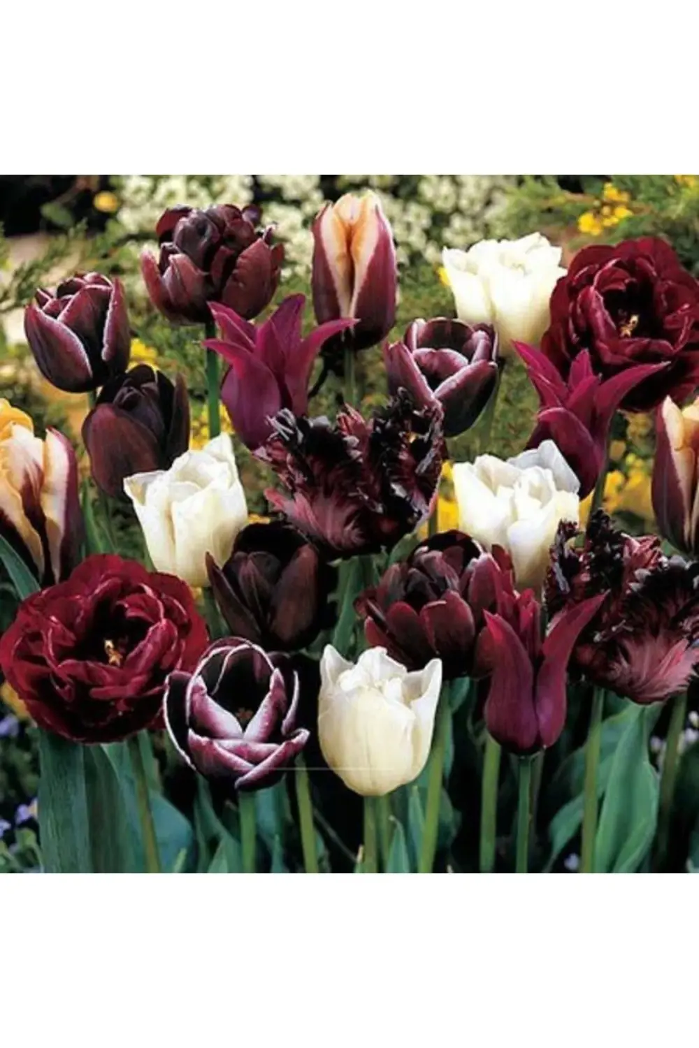 10 Adet Özel Renkli Karışık Lale Soğanı