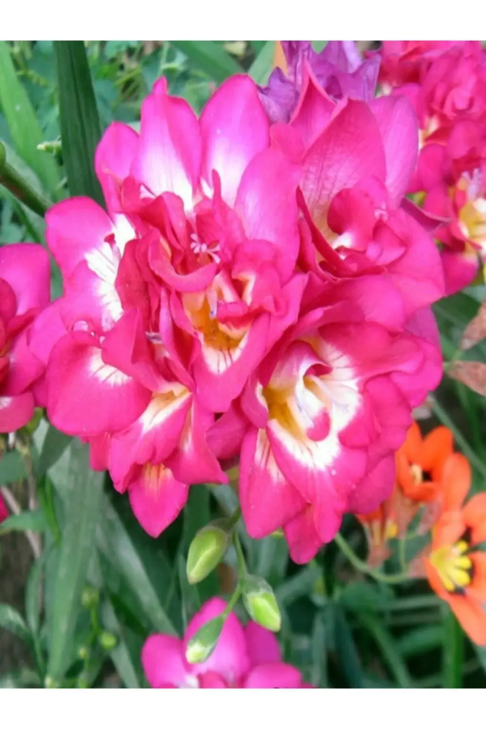 10 Adet Pembe Frezya ( Freesia Bulbs ) Çiçeği Soğanı Katmerli Mis
