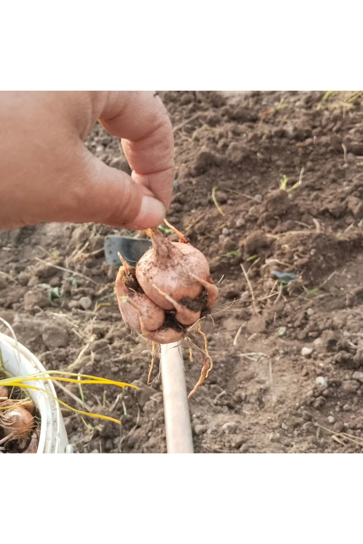 10 Adet Safranbolu Gerçek Safran Soğanı Crocus Sativus