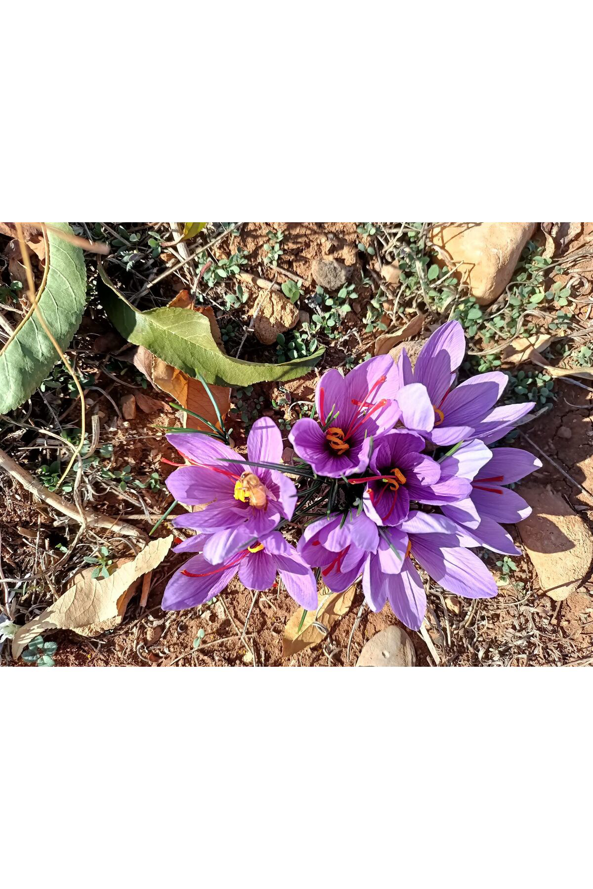 10 Adet Safranbolu Gerçek Safran Çiçeği Soğanı Crocus Sativus