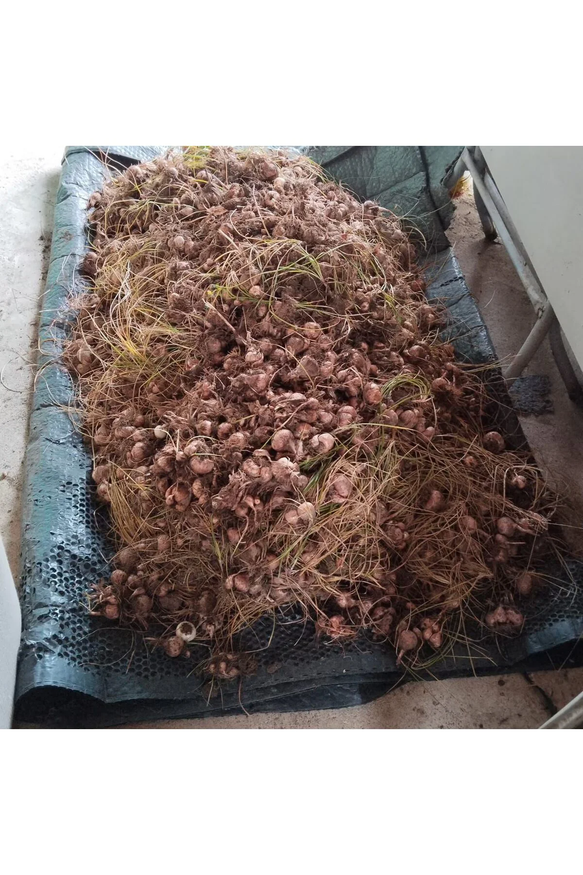 10 Adet Safranbolu Gerçek Safran Soğanı Crocus Sativus