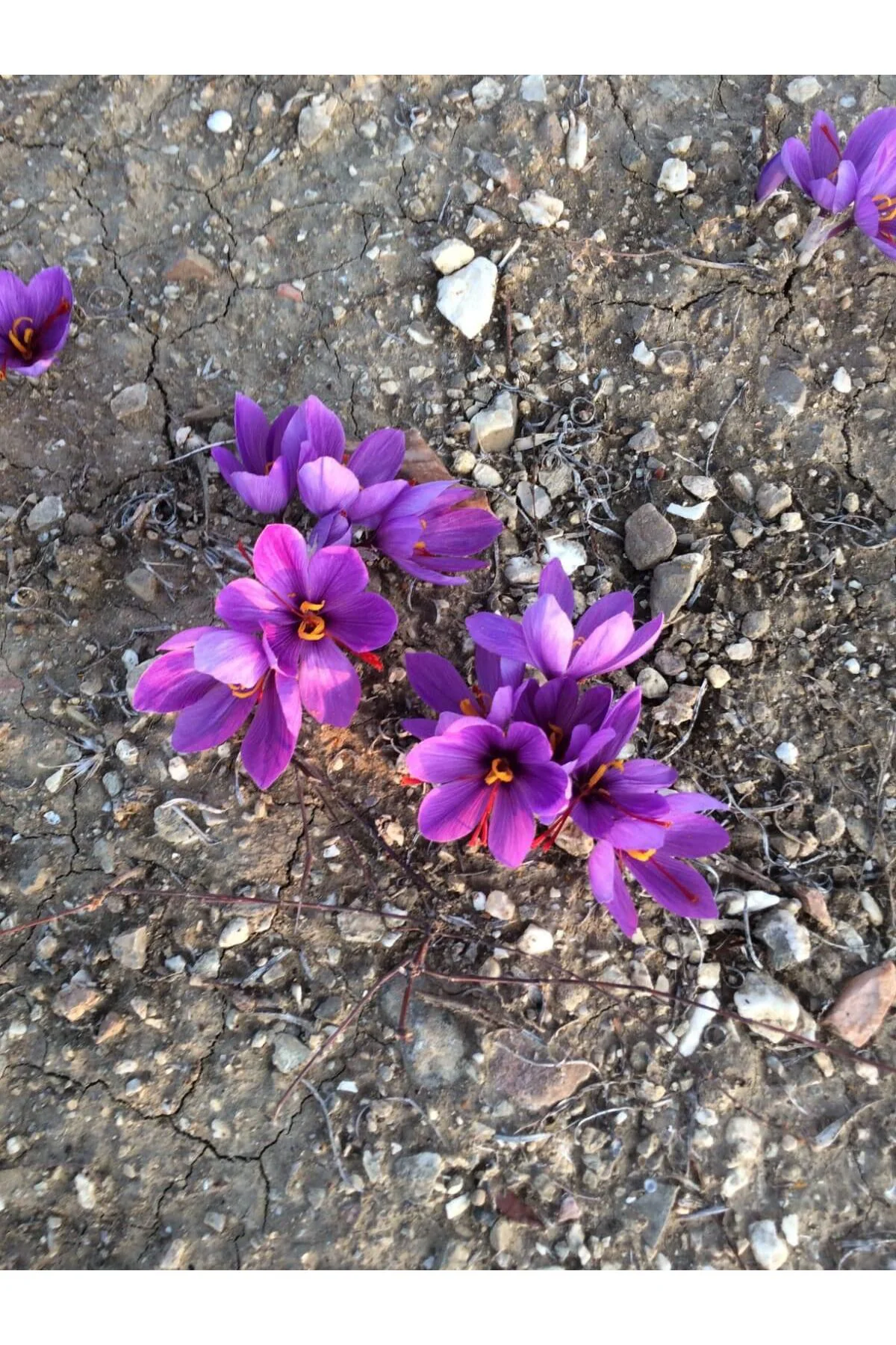 10 Adet Safranbolu Gerçek Safran Soğanı Crocus Sativus