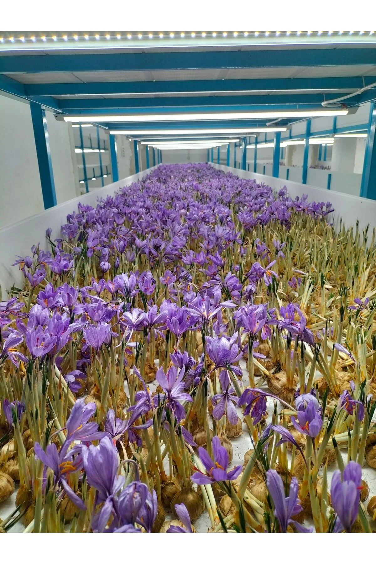 10 Adet Safranbolu Gerçek Safran Çiçeği Soğanı Crocus Sativus