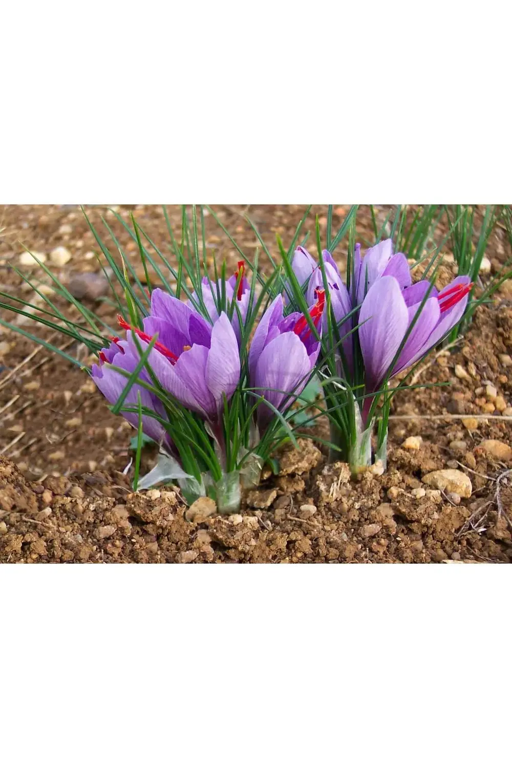 10 Adet Safranbolu Gerçek Safran Soğanı Crocus Sativus