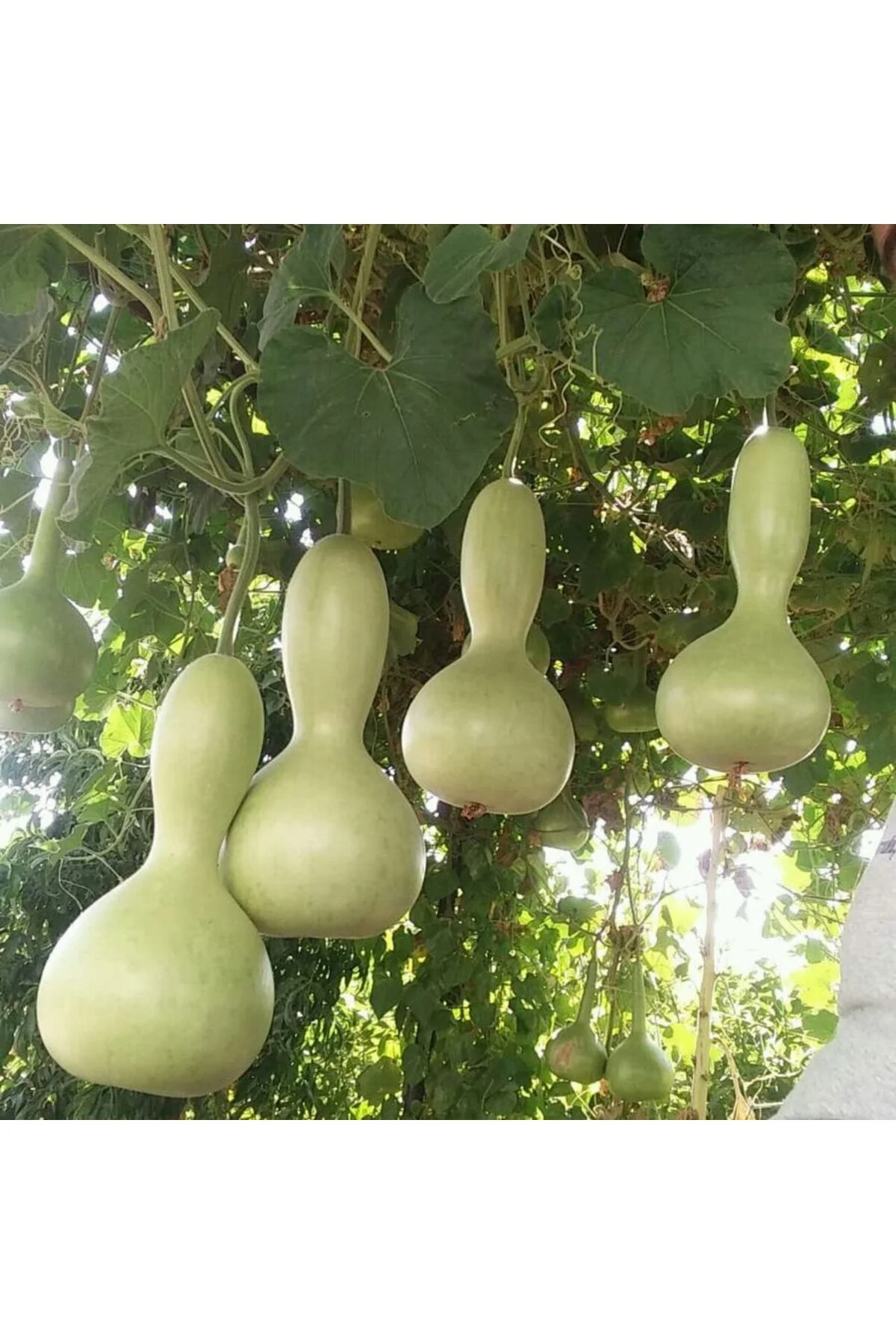 10 Adet Su - Et Kabağı Ata Yerli Tohum Fiyatı, Yorumları ve Özellikleri