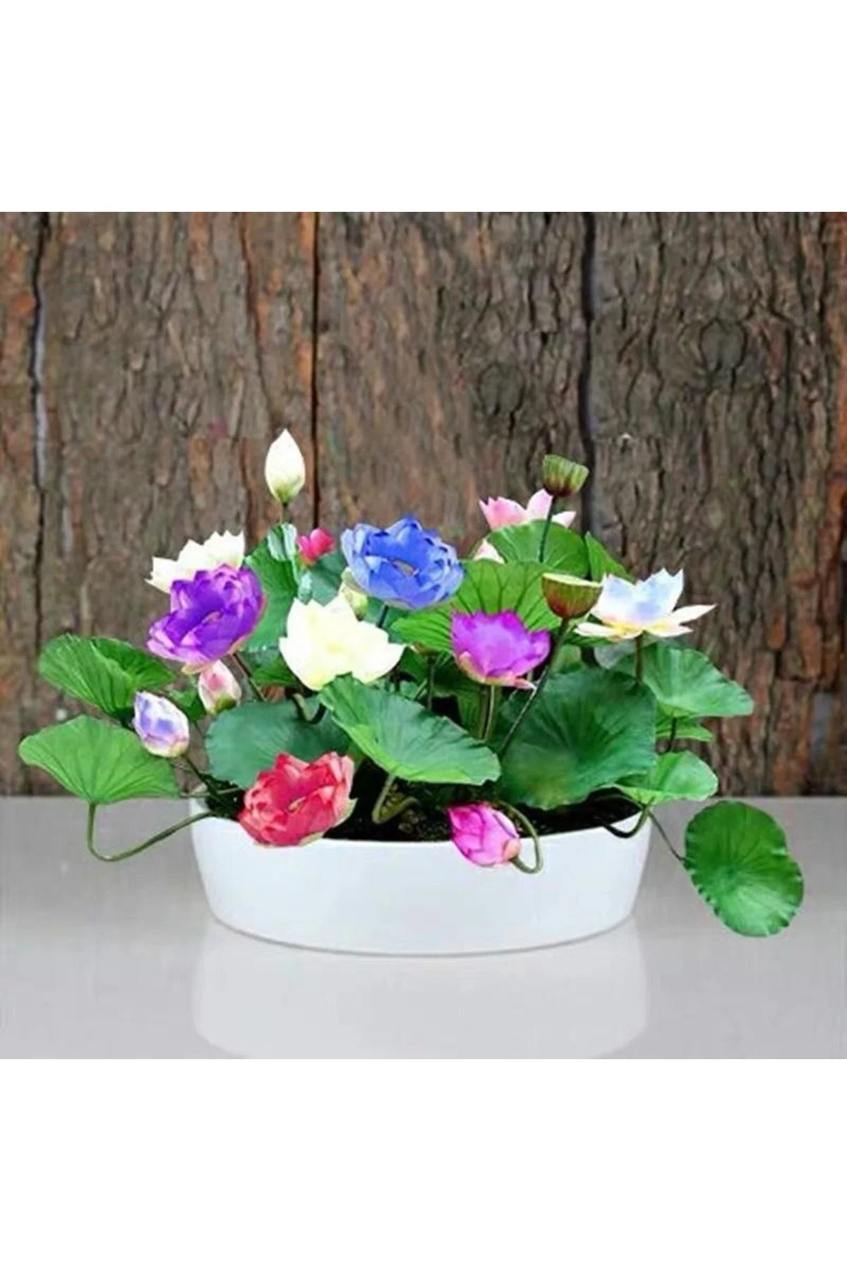 10 Adet Tohum Karışık Nadir Uzak Doğu Kutsal Kase Lotus Çiçeği Tohumu