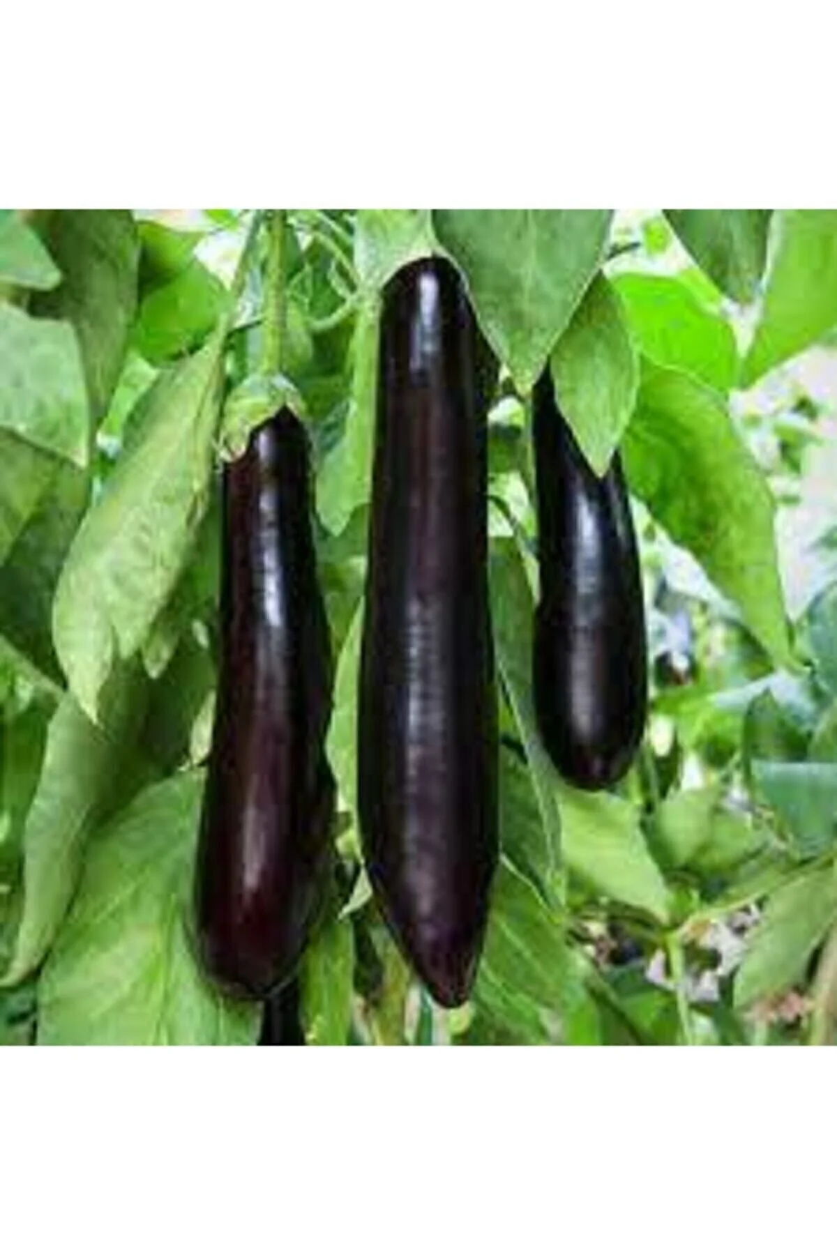 10 Adet Tohum Kemer Palıcan Tphumu Orjinal Yerli Tohum Kemer Patlıcanı Tohumu Sürpriz Hediye Tohumlu 10 Adet Tohum Kemer Palıcan Tphumu Orjinal Yerli Tohum Kemer Patlıcanı Tohumu Sürpriz Hediye Tohumlu