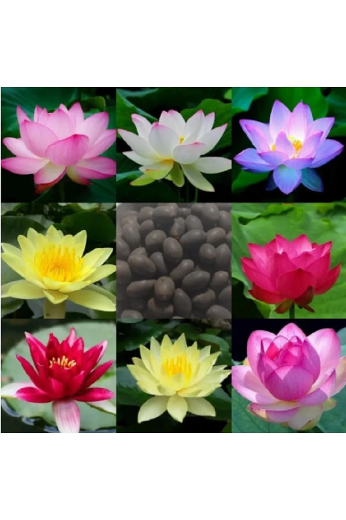 10 Adet Tohum Lotus Çiçeği Karışık Japon Su Zambağı Kase Lotus Çiçek Yaz Çiçeği Lotus Tohumu