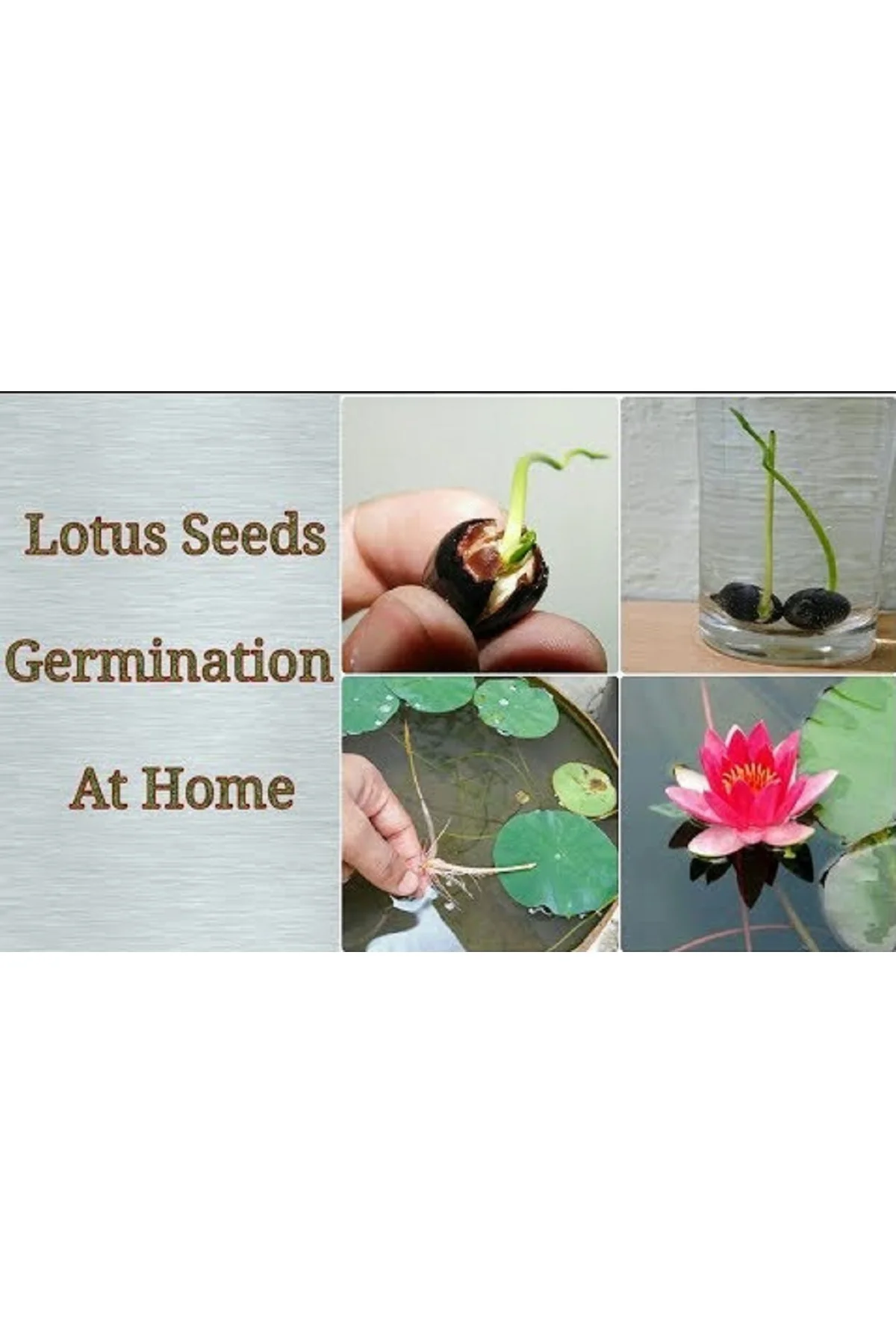 10 Adet Tohum Lotus Çiçeği Karışık Japon Su Zambağı Kase Lotus Çiçek Yaz Çiçeği Lotus Tohumu