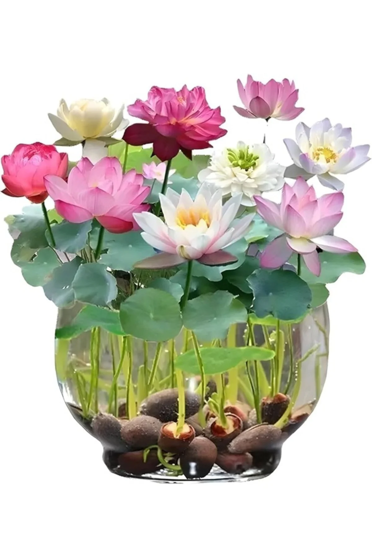 10 Adet Tohum Lotus Karışık Japon Su Zambağı Kase Lotus Çiçek Yaz Çiçeği Lotus Stokla Sınırlı