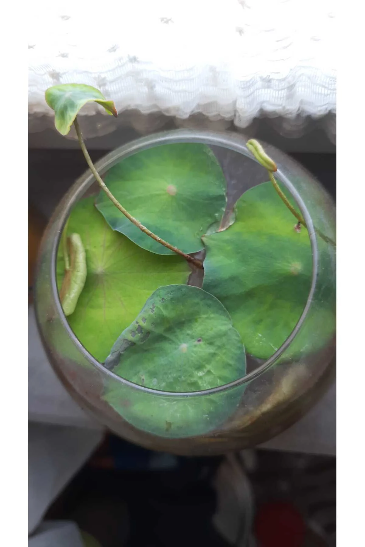 10 Adet Tohum Lotus Çiçeği Karışık Japon Su Zambağı Kase Lotus Çiçek Yaz Çiçeği Lotus Tohumu