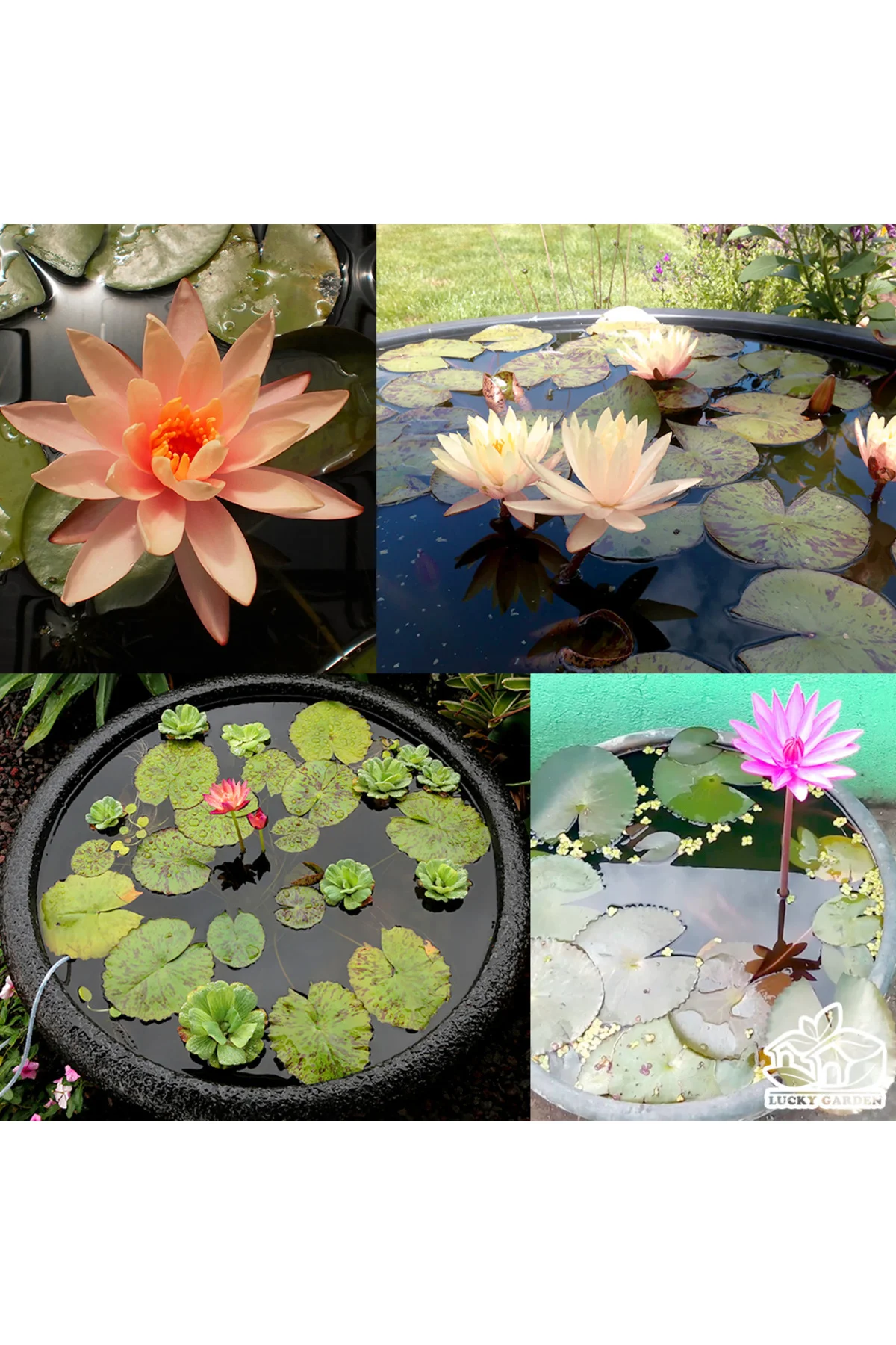 10 Adet Tohum Nadir Bulunan Lotus Çiçeği Tohumu Ferah Kokulu Canlı Renkler Nilüfer Çiçeği Tohumu
