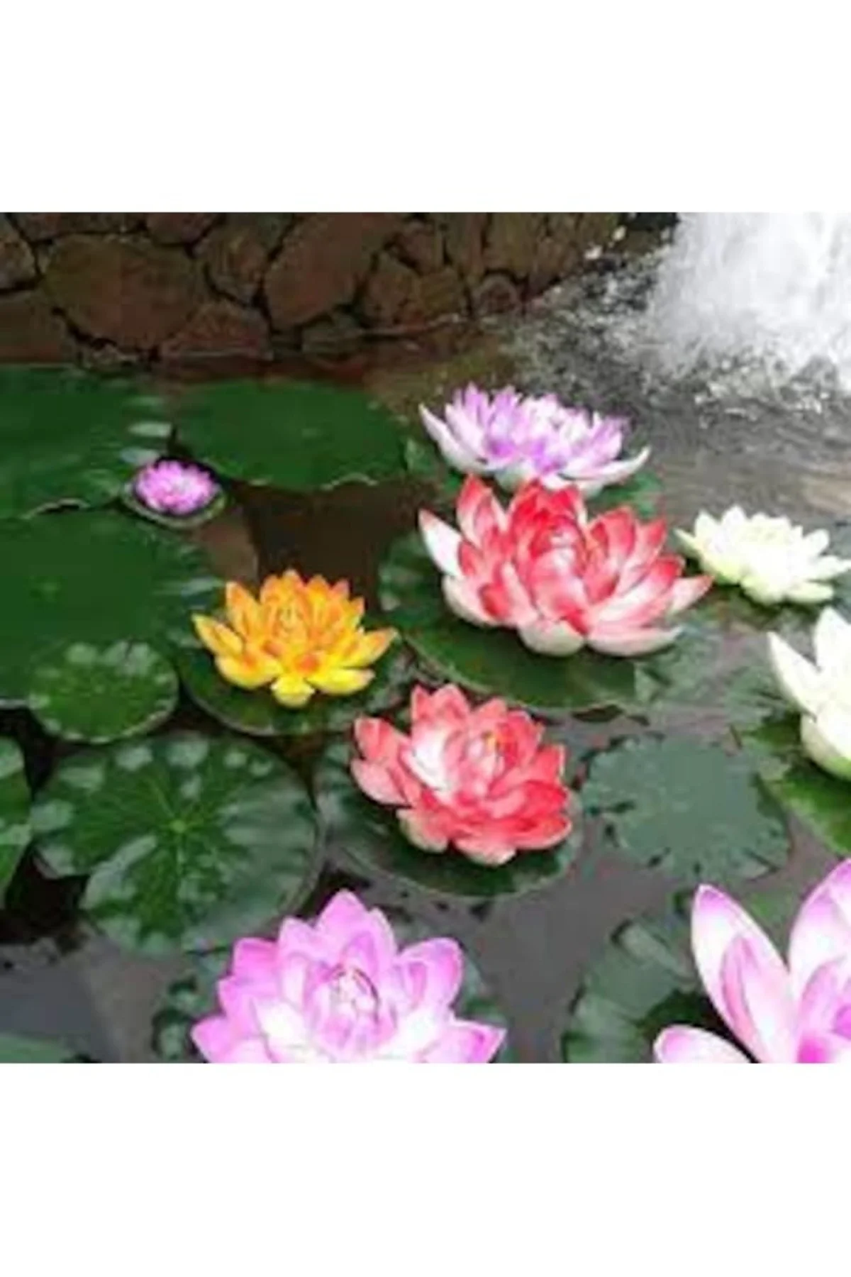 10 Adet Tohum Nadir Karışık Renkli Lotus Nilüfer Su Çiçeği Tohumu Organik Su Çiçeği Tohumu