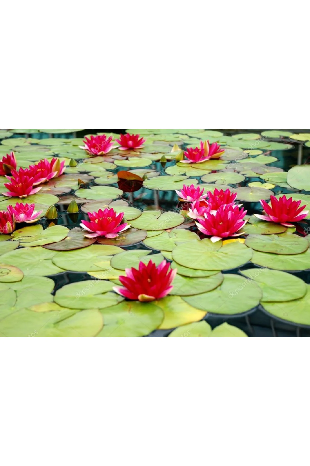 10 Adet Tohum Nadir Kırmızı Uzak Doğu Kutsal Kase Lotus Çiçeği Tohumu Kırmızı Lotus Tohumu