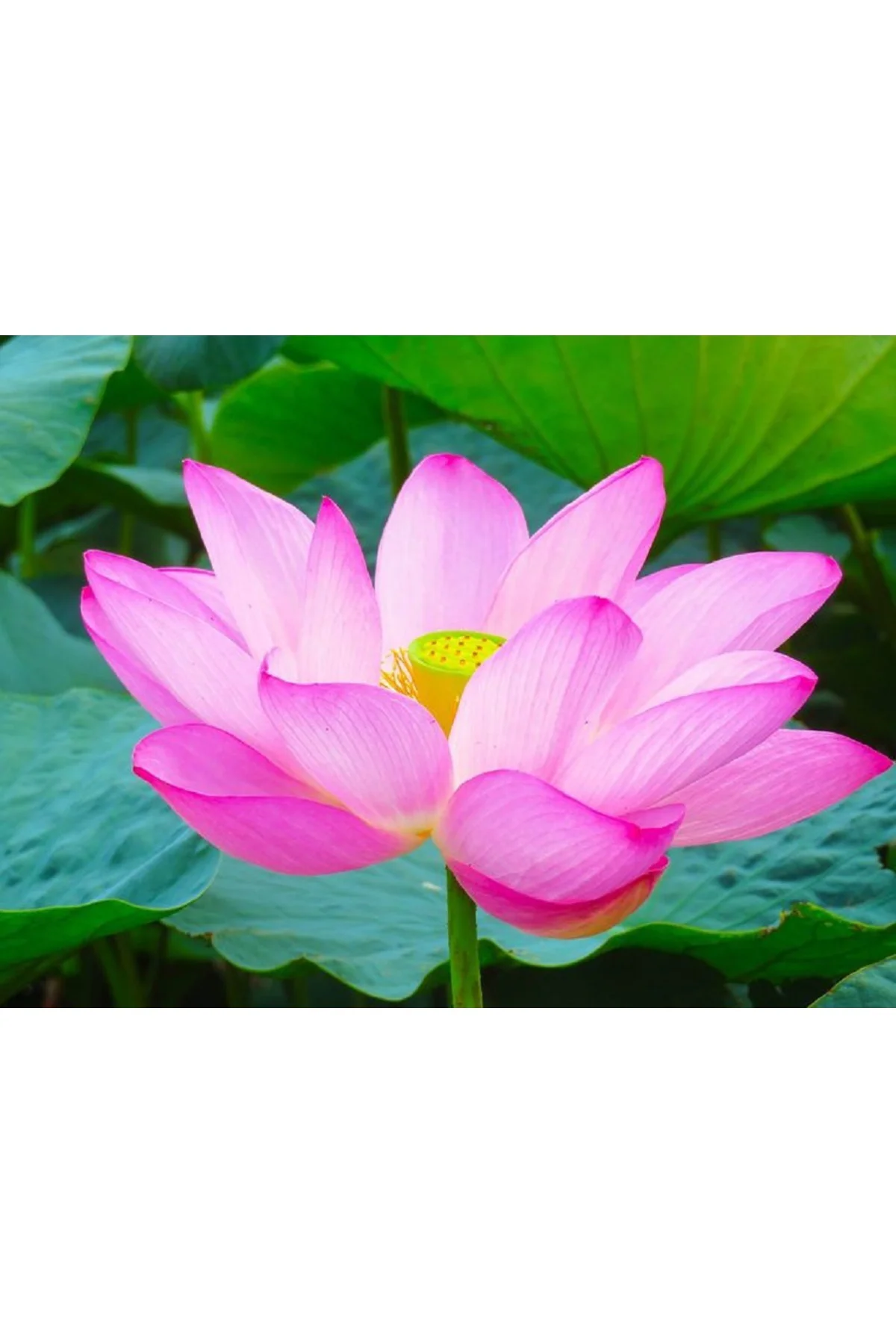 10 Adet Tohum Nadir Pembe Uzak Doğu Kutsal Kase Lotus Çiçeği Tohumu Pembe Kase Lotus Tohumu