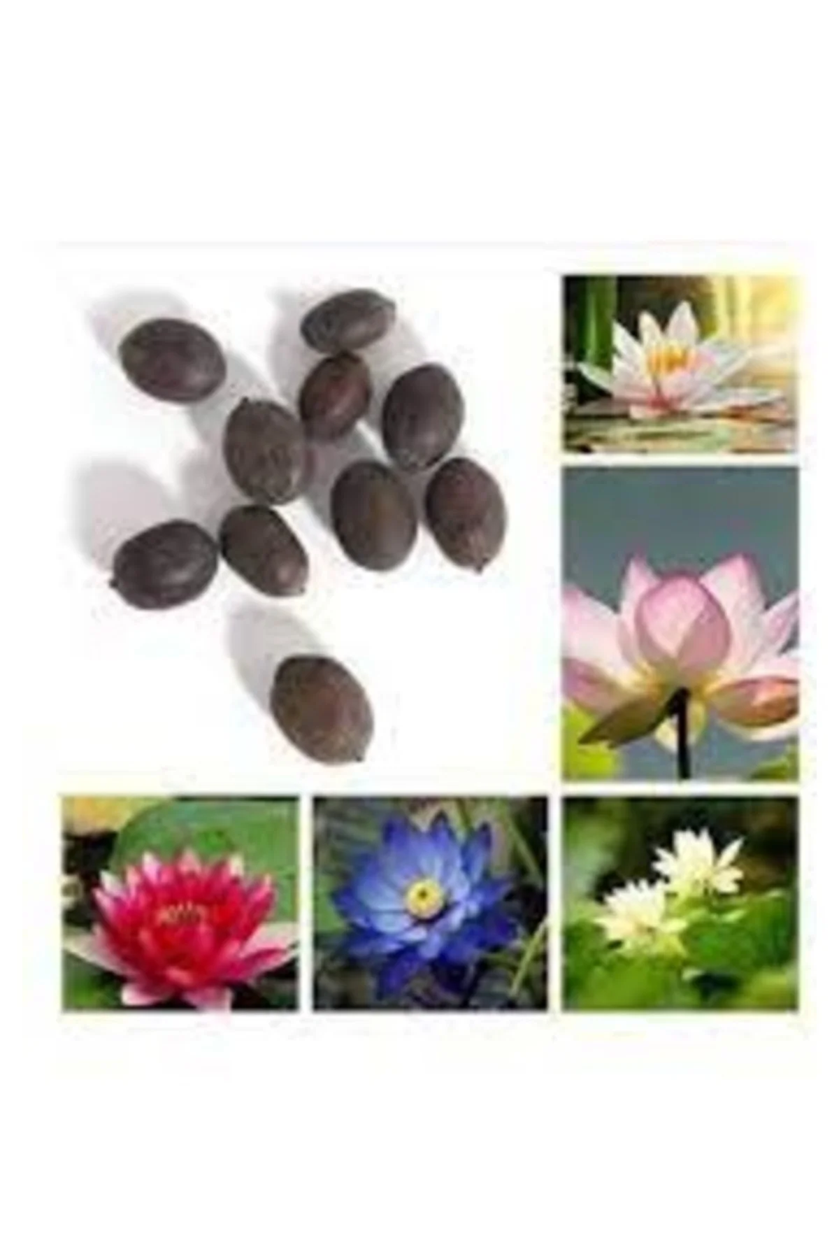 10 Adet Tohum Nadir Karışık Renkli Lotus Nilüfer Su Çiçeği Tohumu Organik Su Çiçeği Tohumu