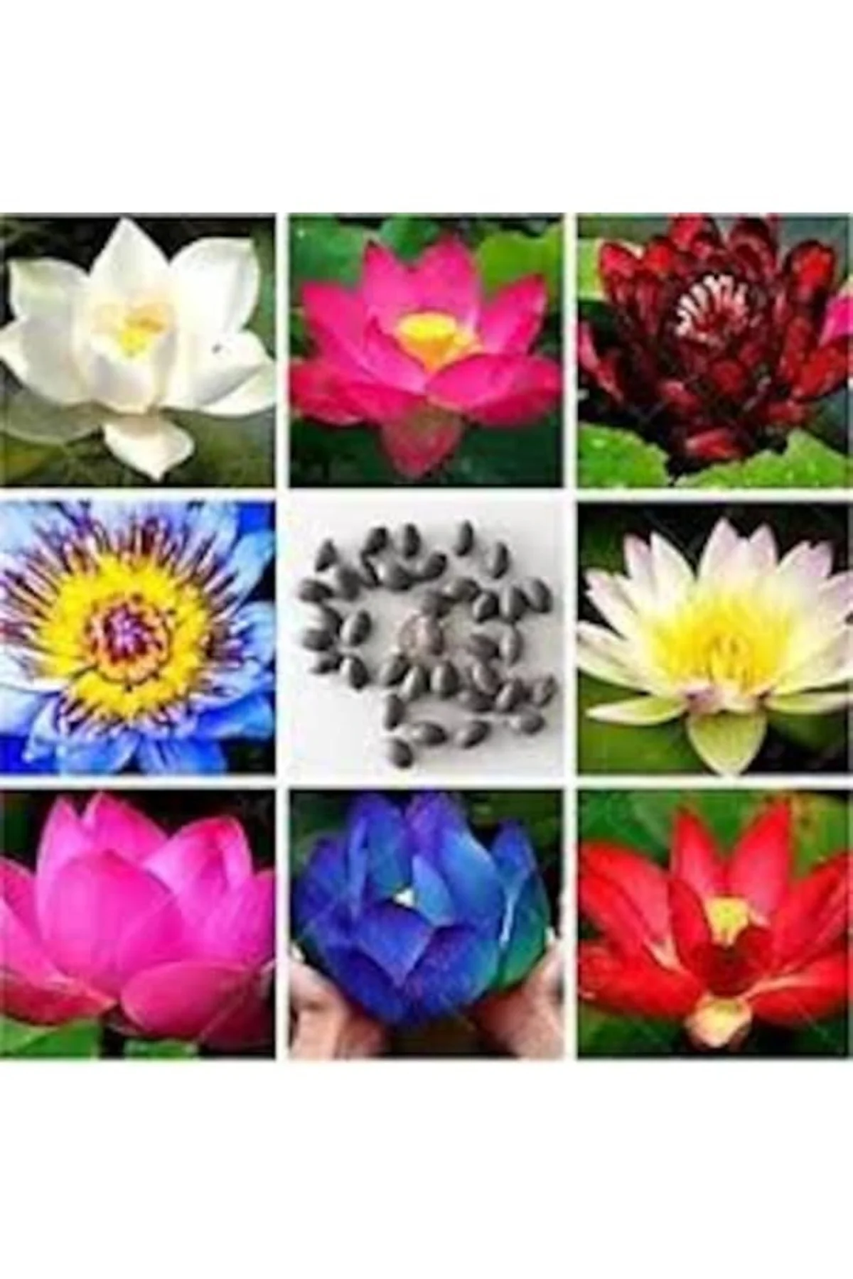 10 Adet Tohum Nadir Karışık Renkli Lotus Nilüfer Su Çiçeği Tohumu Organik Su Çiçeği Tohumu