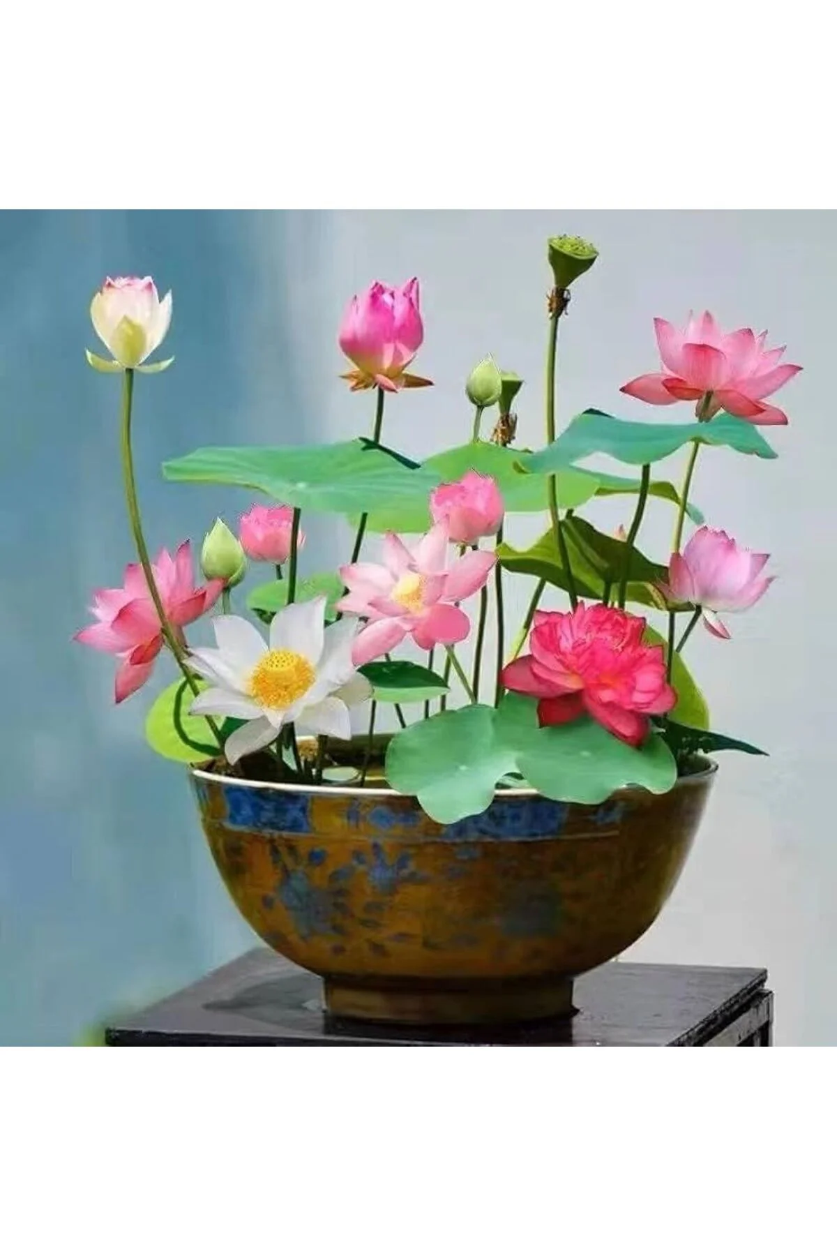 10 Adet Tohum Nadir Bulunan Kutsal Kase Lotus Çiçeği Tohumu Rengarenk Lotus Tohumu