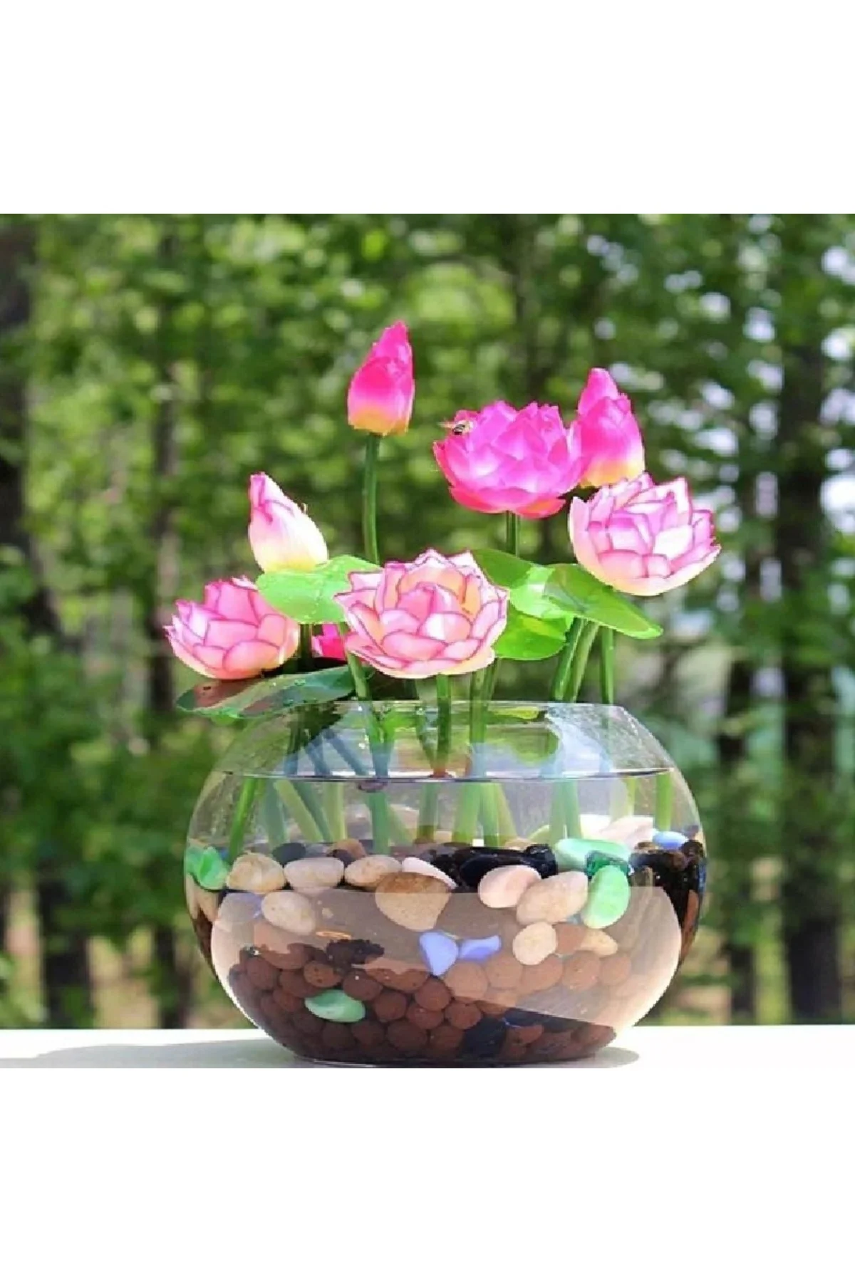 10 Adet Tohum Nadir Pembe Uzak Doğu Kutsal Kase Lotus Çiçeği Tohumu Pembe Kase Lotus Tohumu