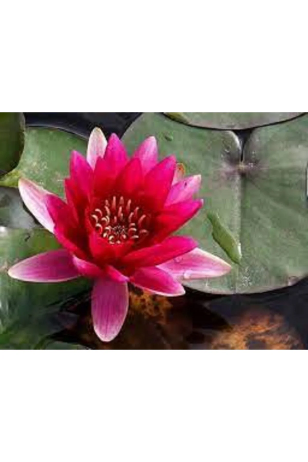 10 Adet Tohum Nadir Kırmızı Uzak Doğu Kutsal Kase Lotus Çiçeği Tohumu Kırmızı Lotus Tohumu