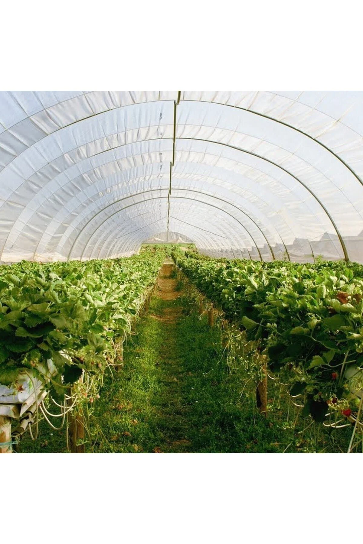 10 M2 Sera ( Kolay Kurulabilir Ve Taşınabilir Sera)