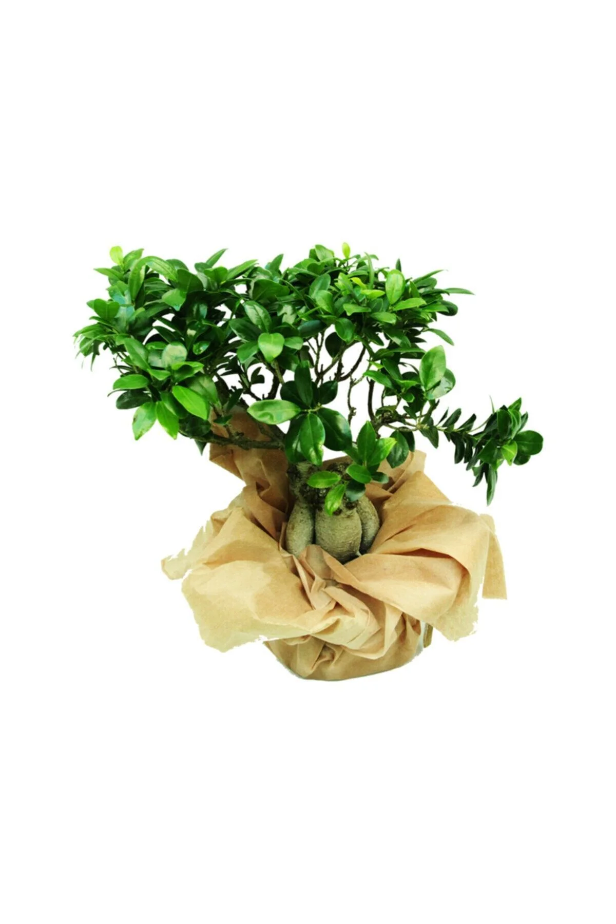 10 Yaşında Ficus Bonsai Bitkisi 10 Yaşında Ficus Bonsai Bitkisi