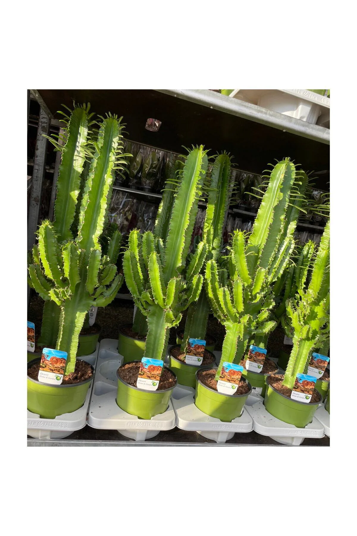 100-120 Cm Euphorbia Ingens 100-120 Cm Euphorbia Ingens - Görsel 2