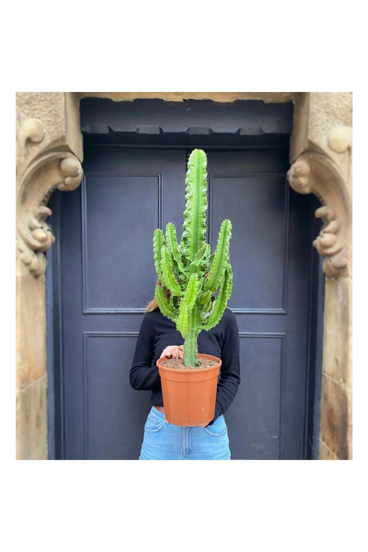 100-120 Cm Euphorbia Ingens 100-120 Cm Euphorbia Ingens