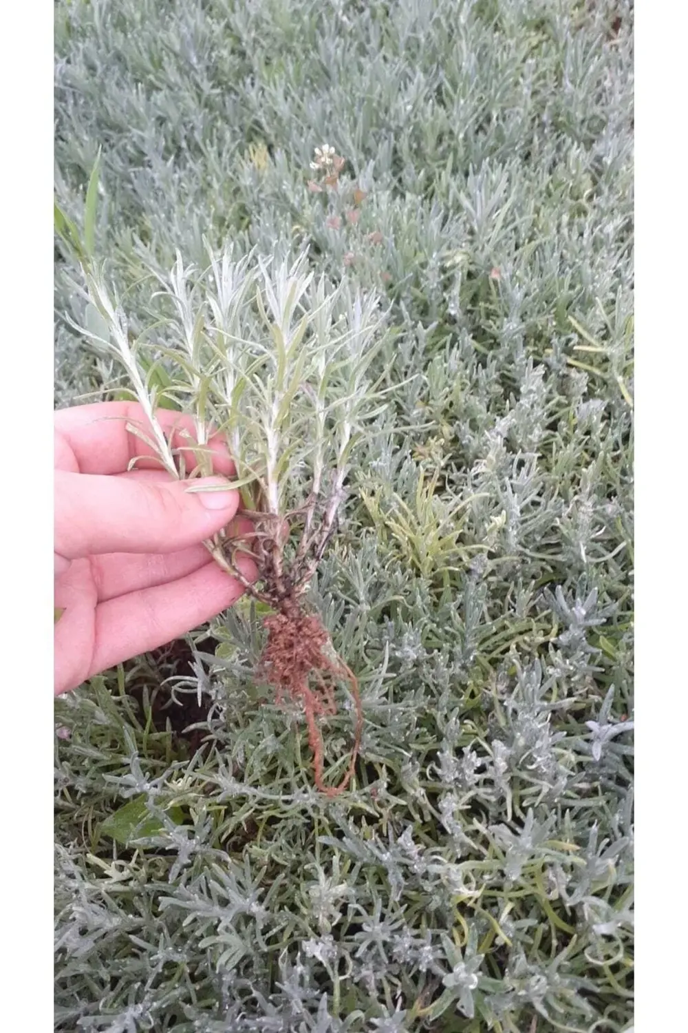 100 Adet Açık Kök Lavanta Fidesi