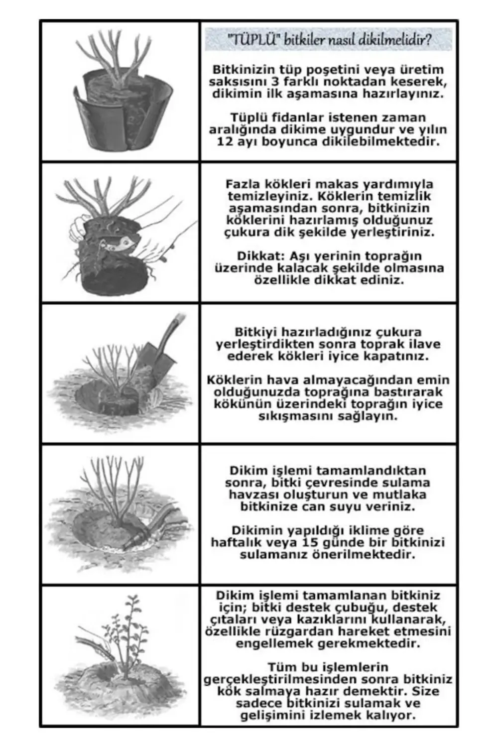 100 Adet Açık Kök Lavanta Fidesi