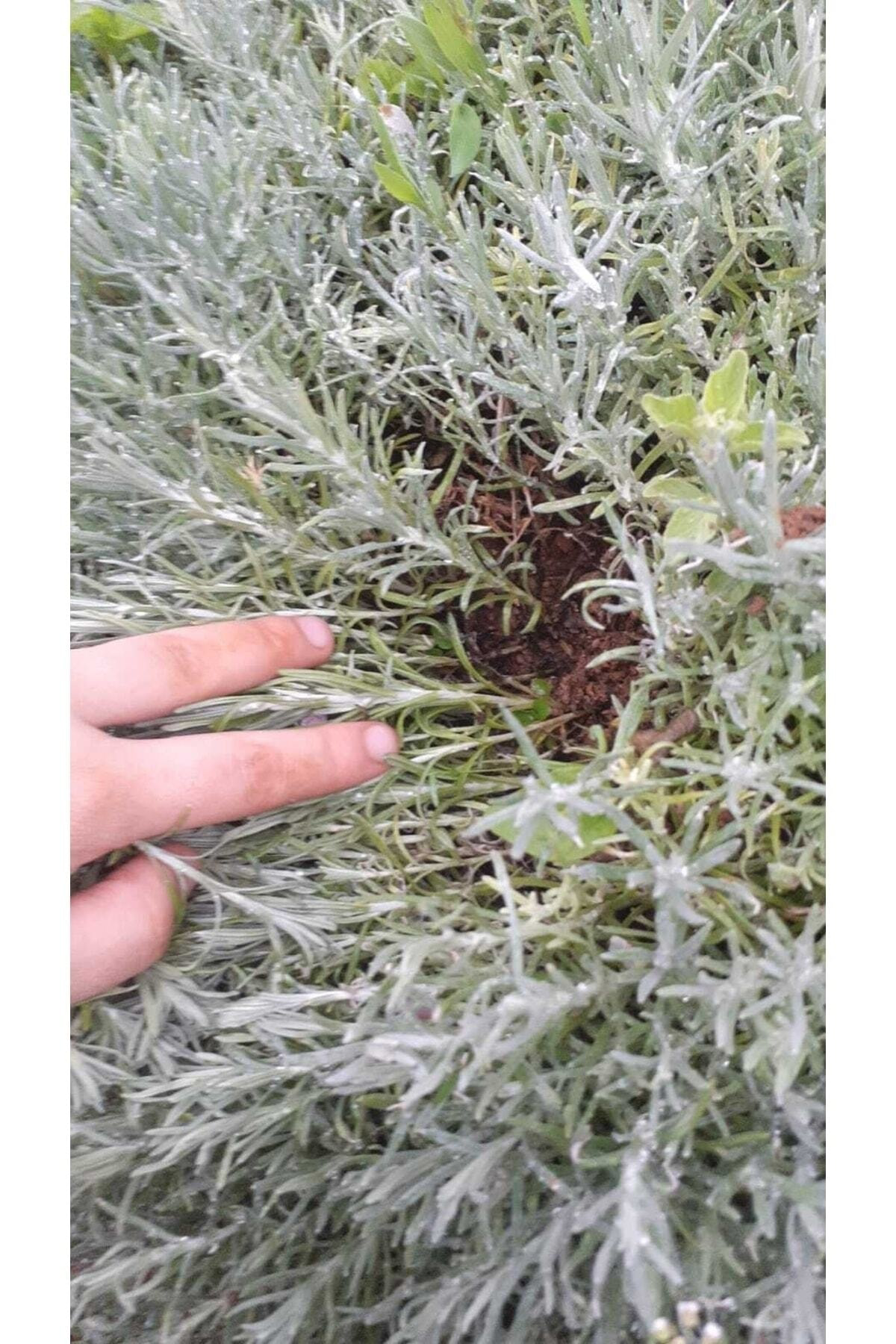 Hınzır 100 Adet Açık Köklü İntermedia Lavanta Fidesi Fidanı