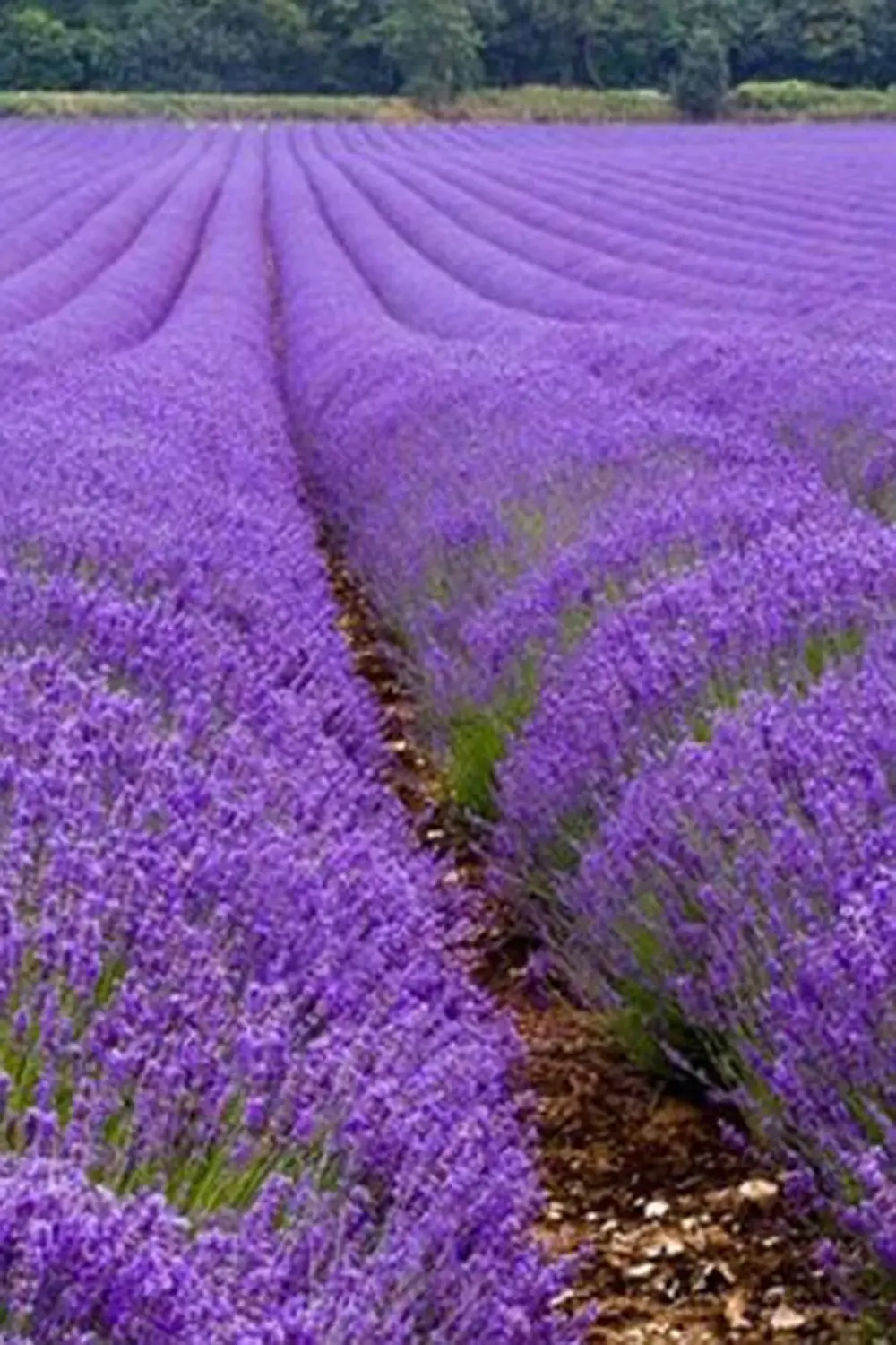 100 Adet Angustifolia Lavanta Fidesi Tohumu