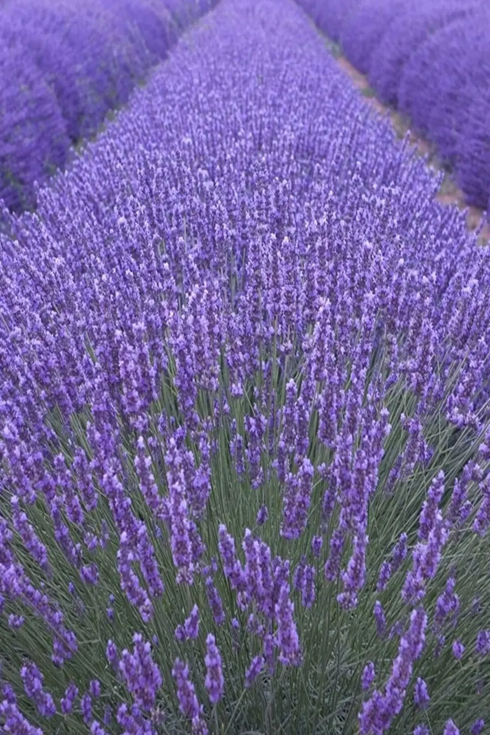 100 Adet Angustifolia Lavanta Fidesi Tohumu