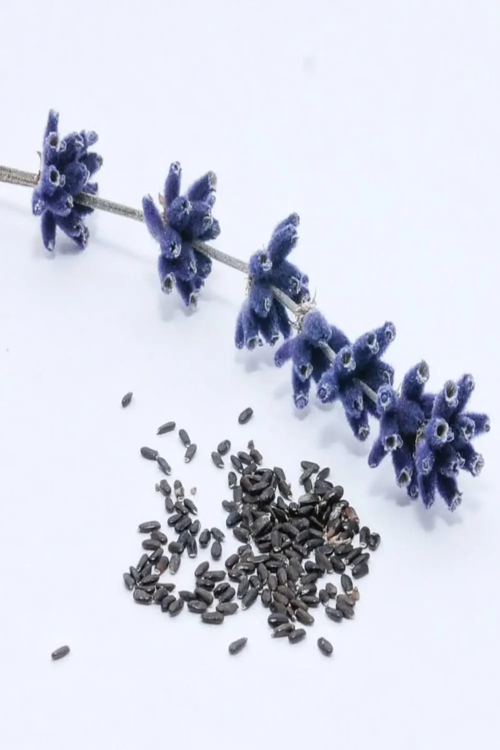 100 Adet Angustifolia Lavanta Fidesi Tohumu