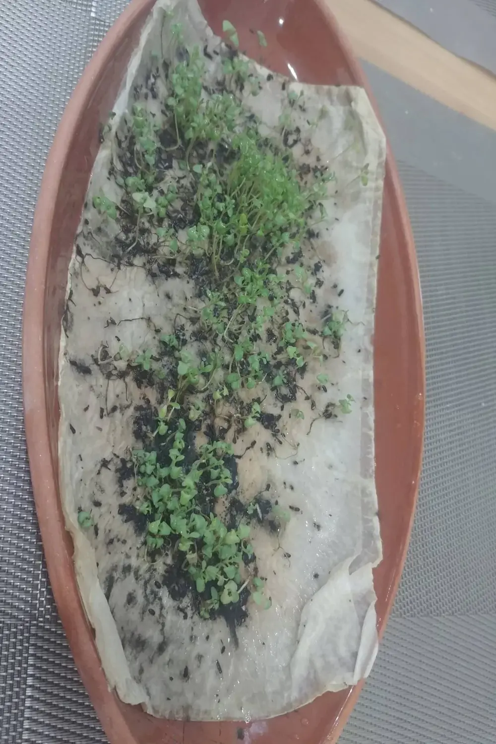 100 Adet Angustifolia Lavanta Fidesi Tohumu