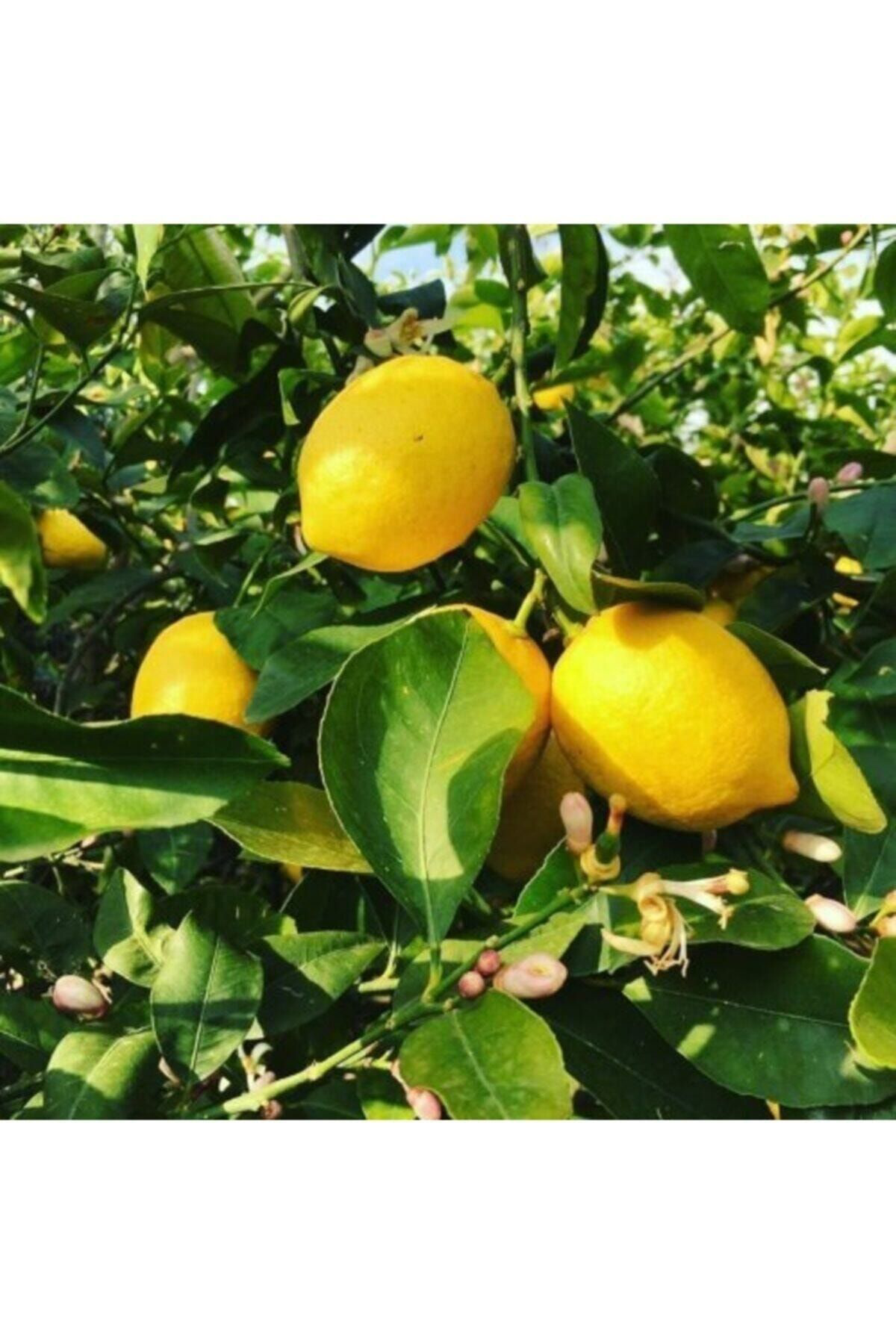 100 Adet Cep Ve Çanta Boy Limon Kolonyası