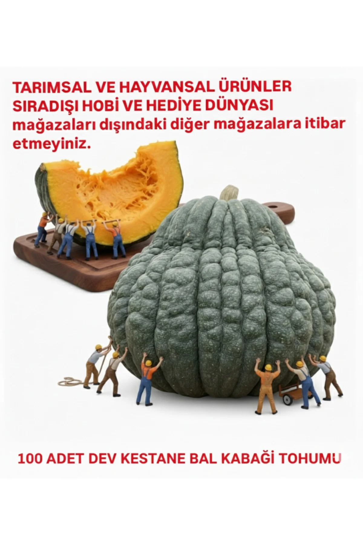 100 Adet Dev Kestane Bal Kabağı Tohumu