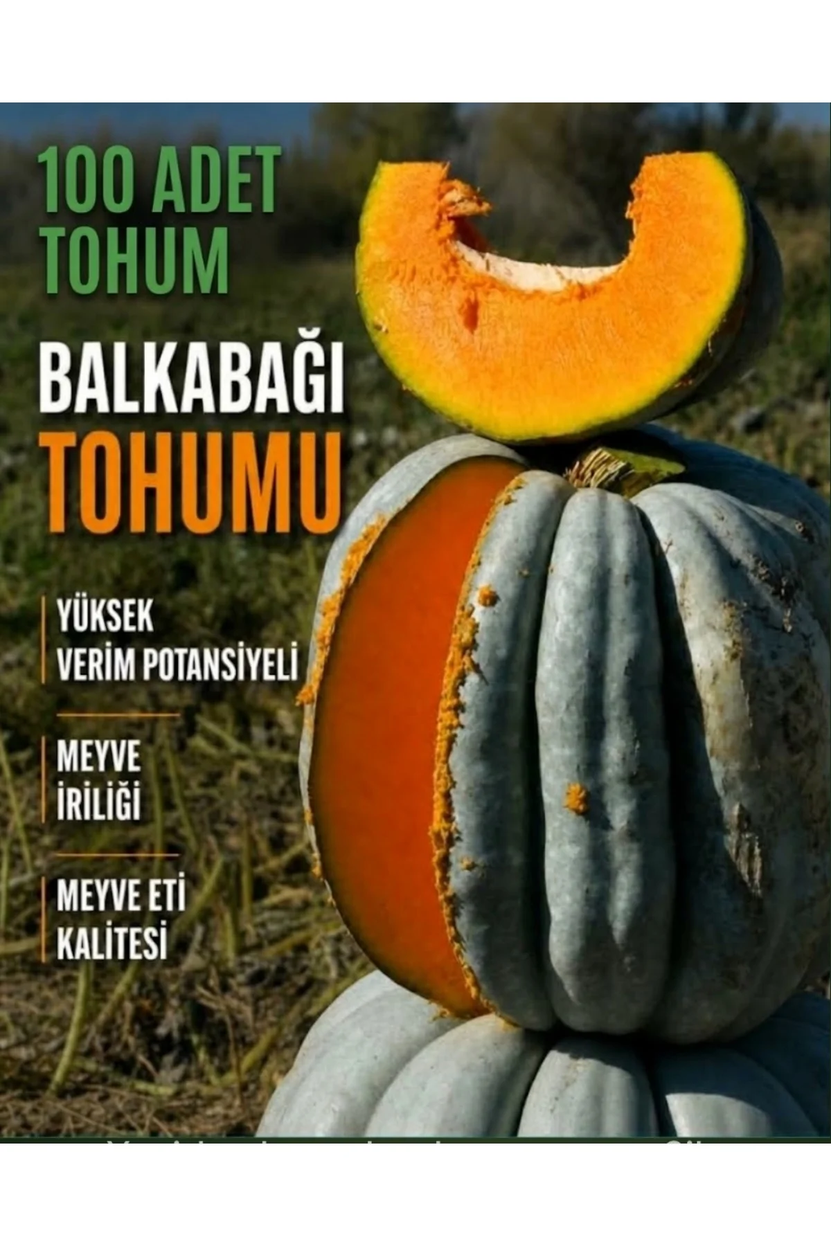 100 Adet Dev Kestane Bal Kabağı Tohumu