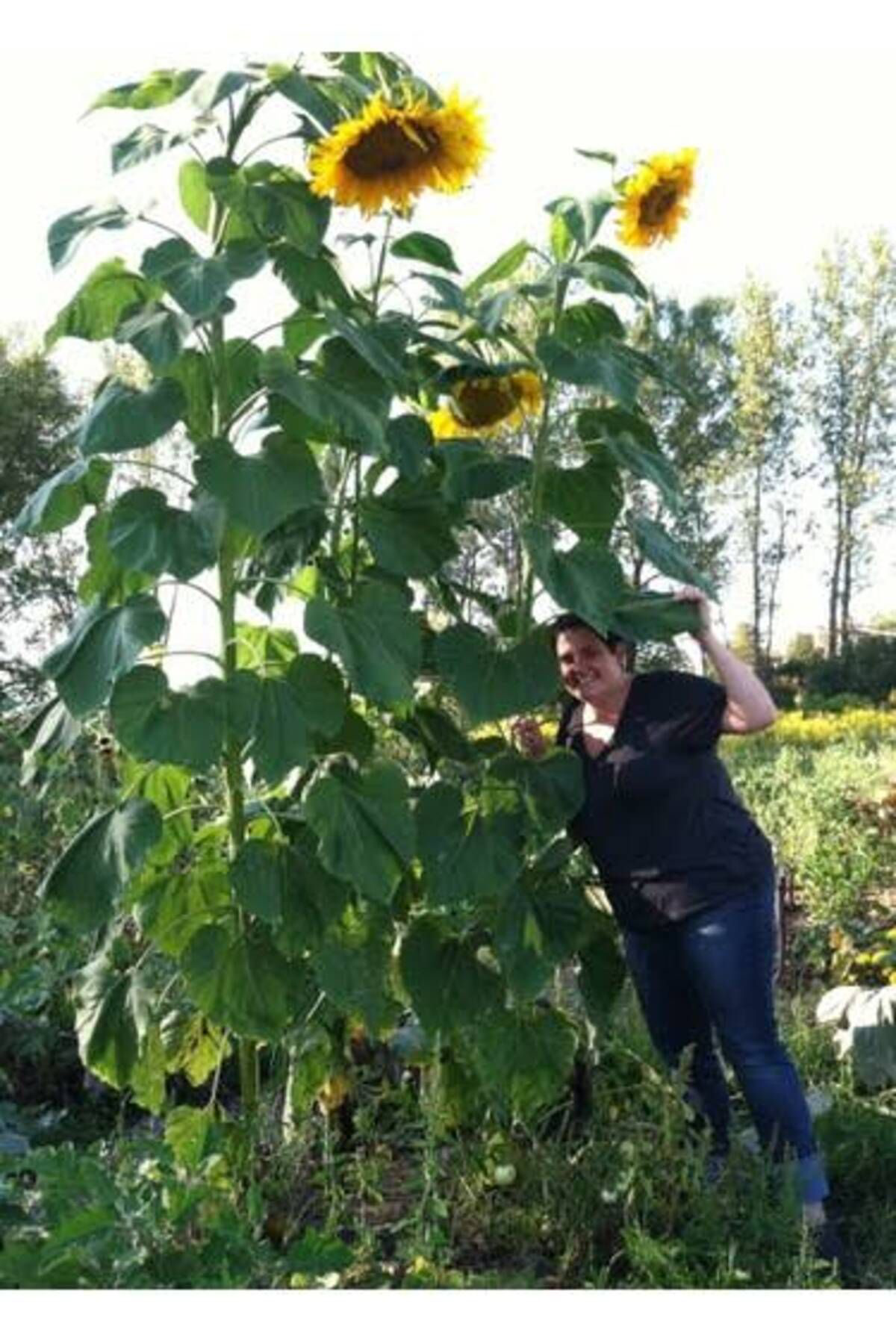 100 Adet İri taneli XXL Ayçekirdeği Tohumu