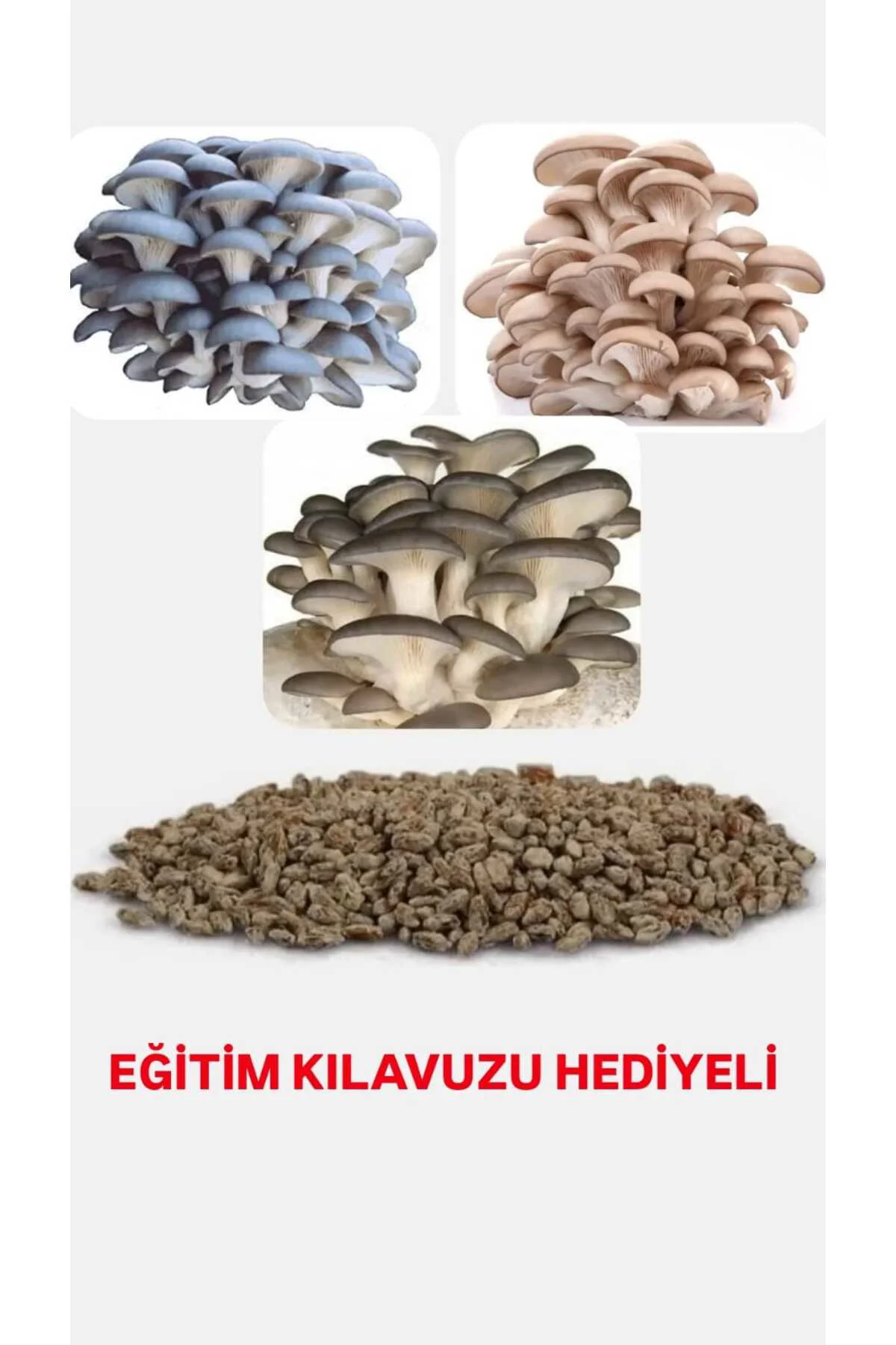 100 Adet İstiridye Kavak Kayın Yaprak Mantarı Tohumu