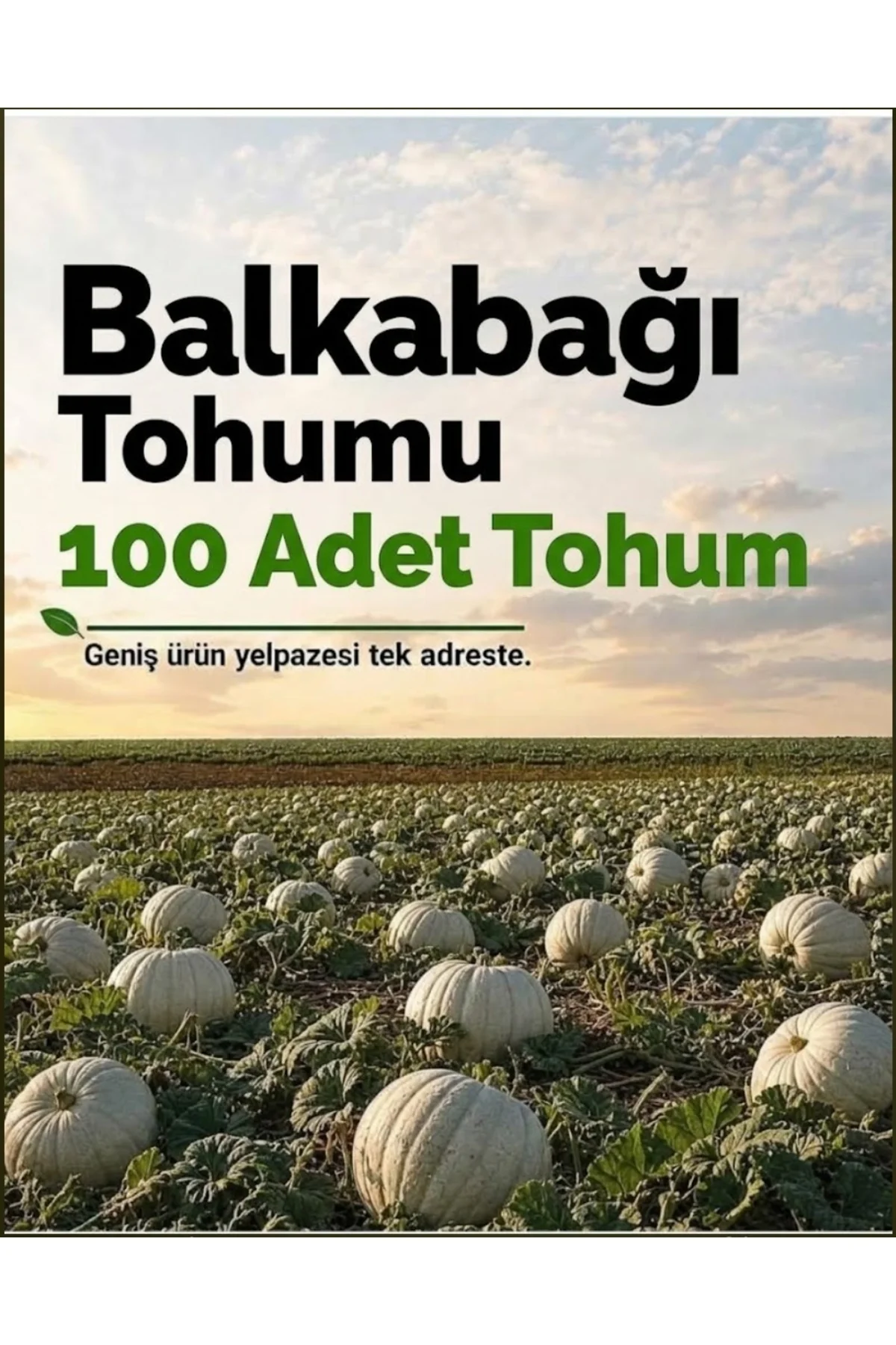100 Adet Kestane Bal Kabak Tohumu 100 Adet Kestane Bal Kabak Tohumu