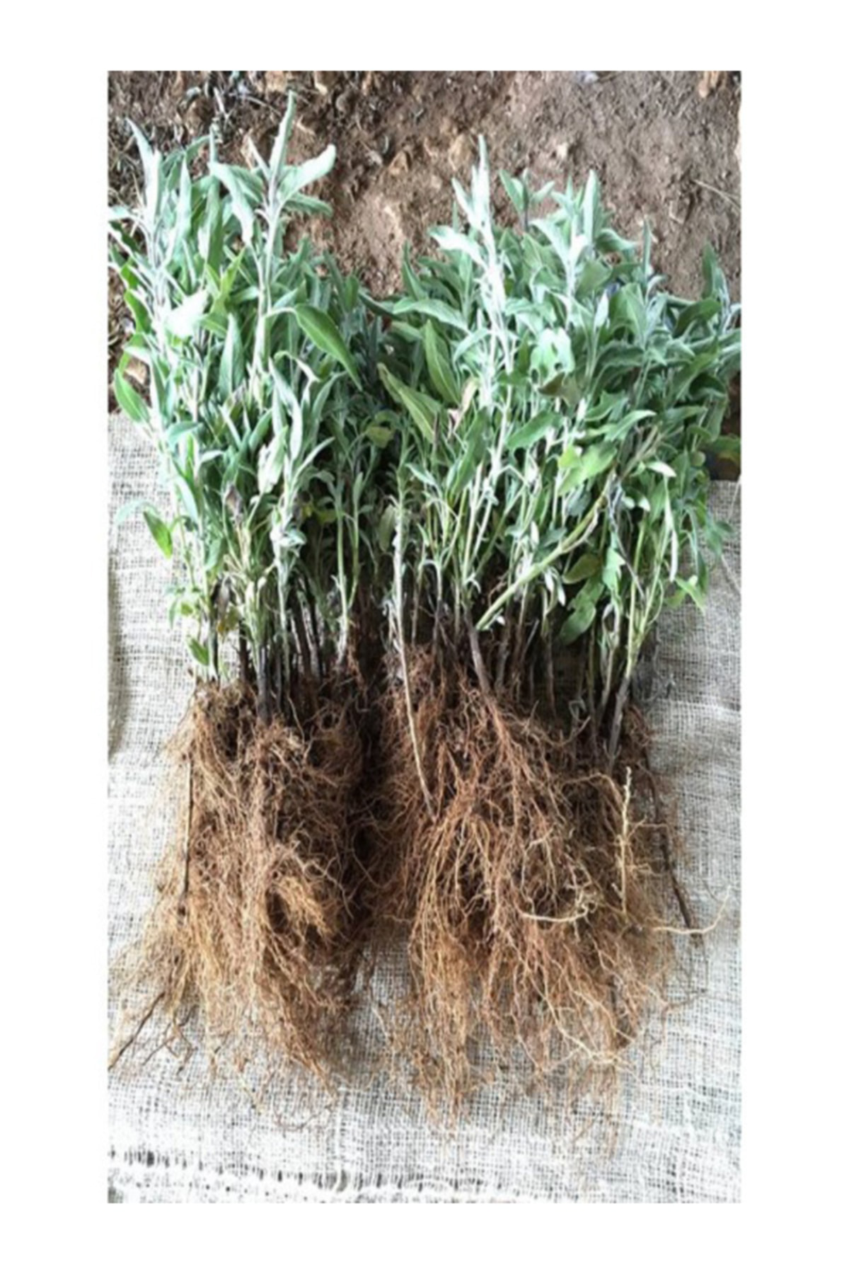 Sari Tarim 100 Adet Lavanta Açık Köklü Angustifolia Fidanı Fidesi