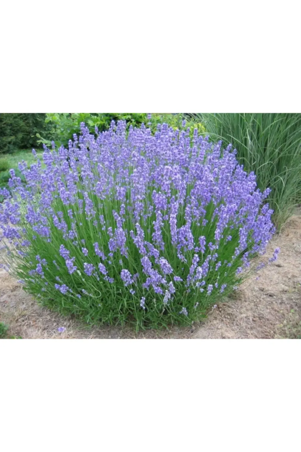 100 Adet Lavanta Açık Köklü Angustifolia Fidanı Fidesi