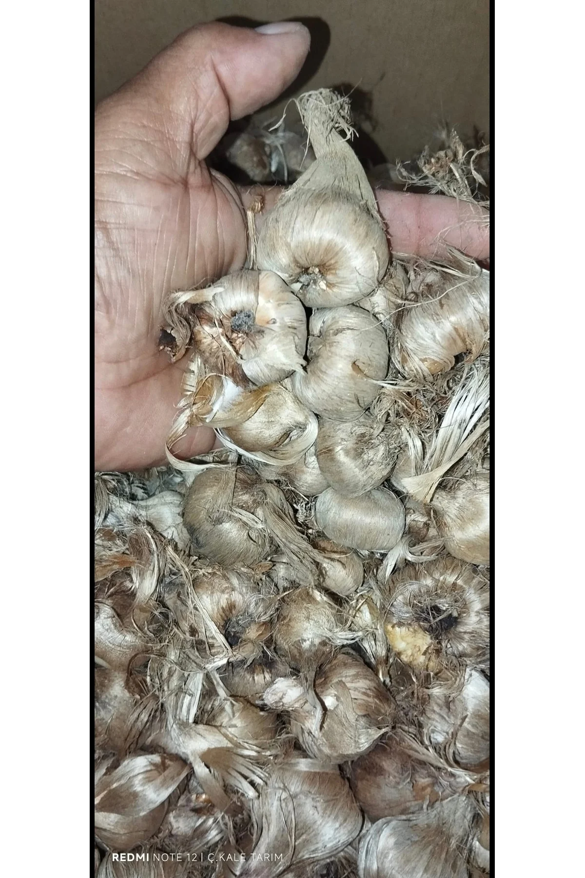 100 Adet Safran Soğanı - Görsel 3