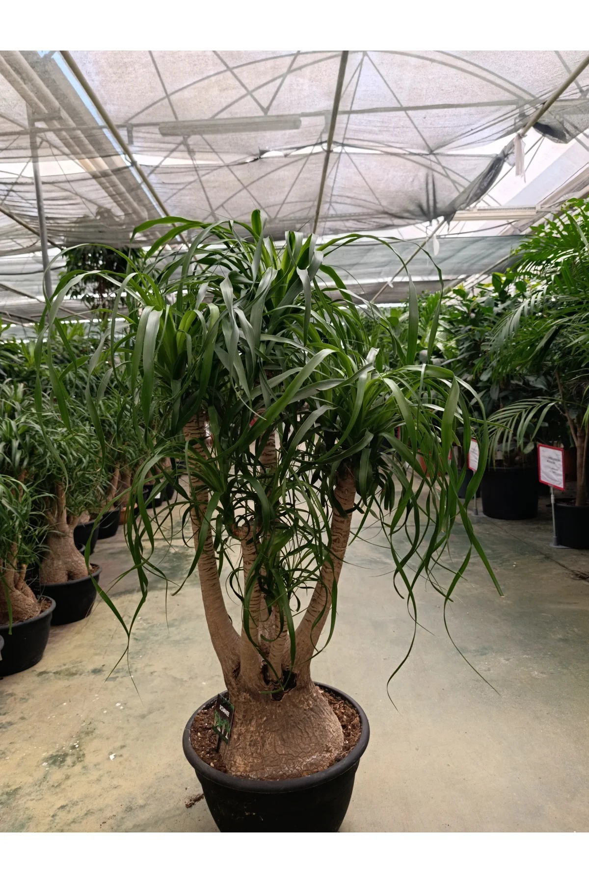 100 cm Beaucarnea Guatemalensis Bitkisi