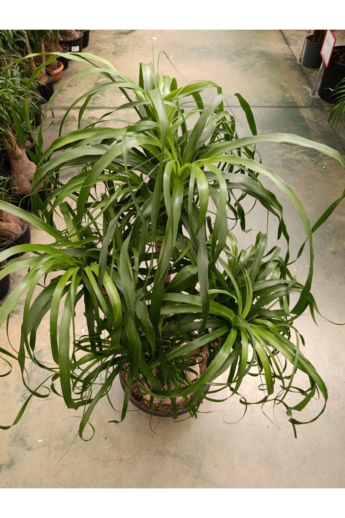 100 cm Beaucarnea Guatemalensis Bitkisi 100 cm Beaucarnea Guatemalensis Bitkisi - Görsel 3