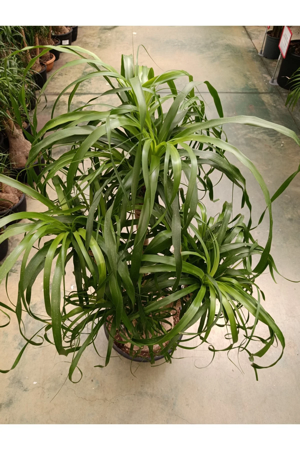 100 cm Beaucarnea Guatemalensis Bitkisi