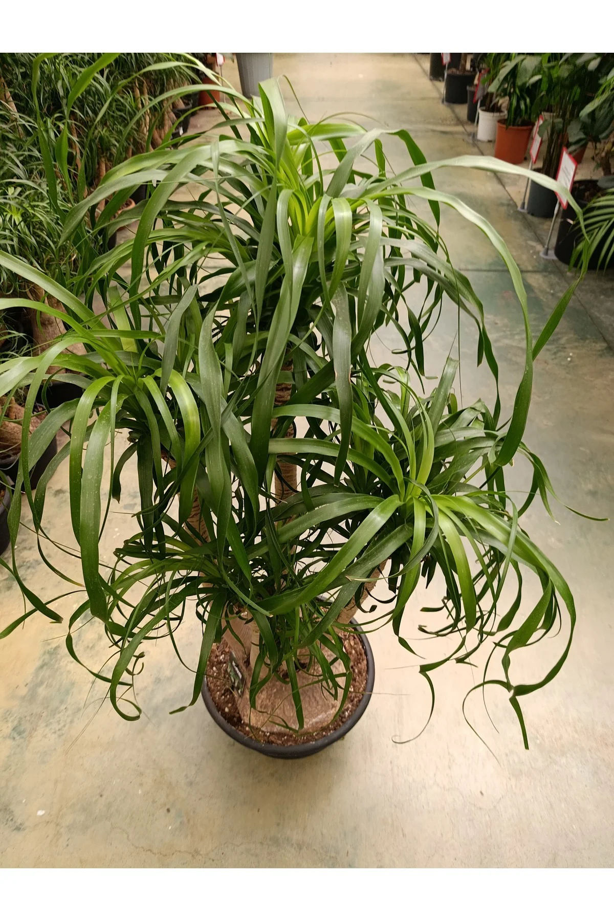 100 cm Beaucarnea Guatemalensis Bitkisi 100 cm Beaucarnea Guatemalensis Bitkisi - Görsel 2
