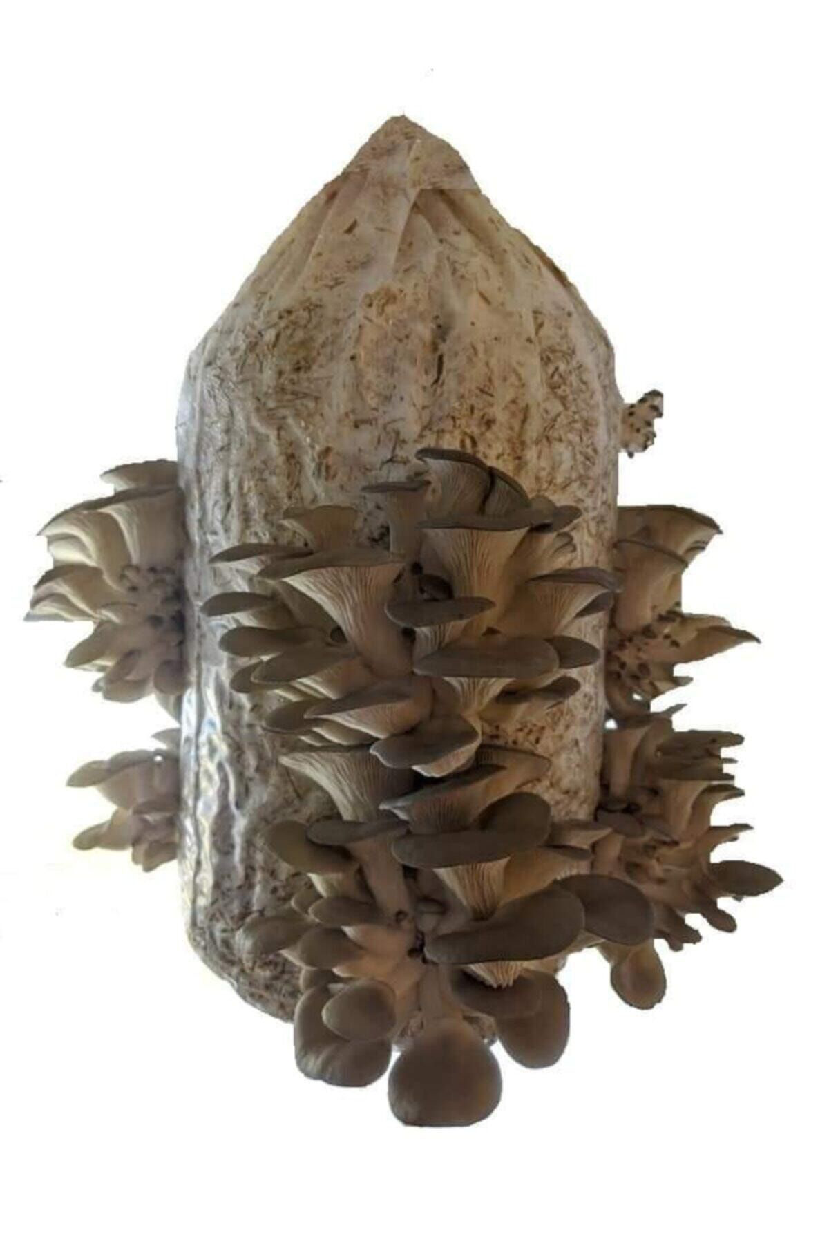 100 gr Istiridye Mantarı Tohumu, Ekim Poşeti Ve Kılavuz