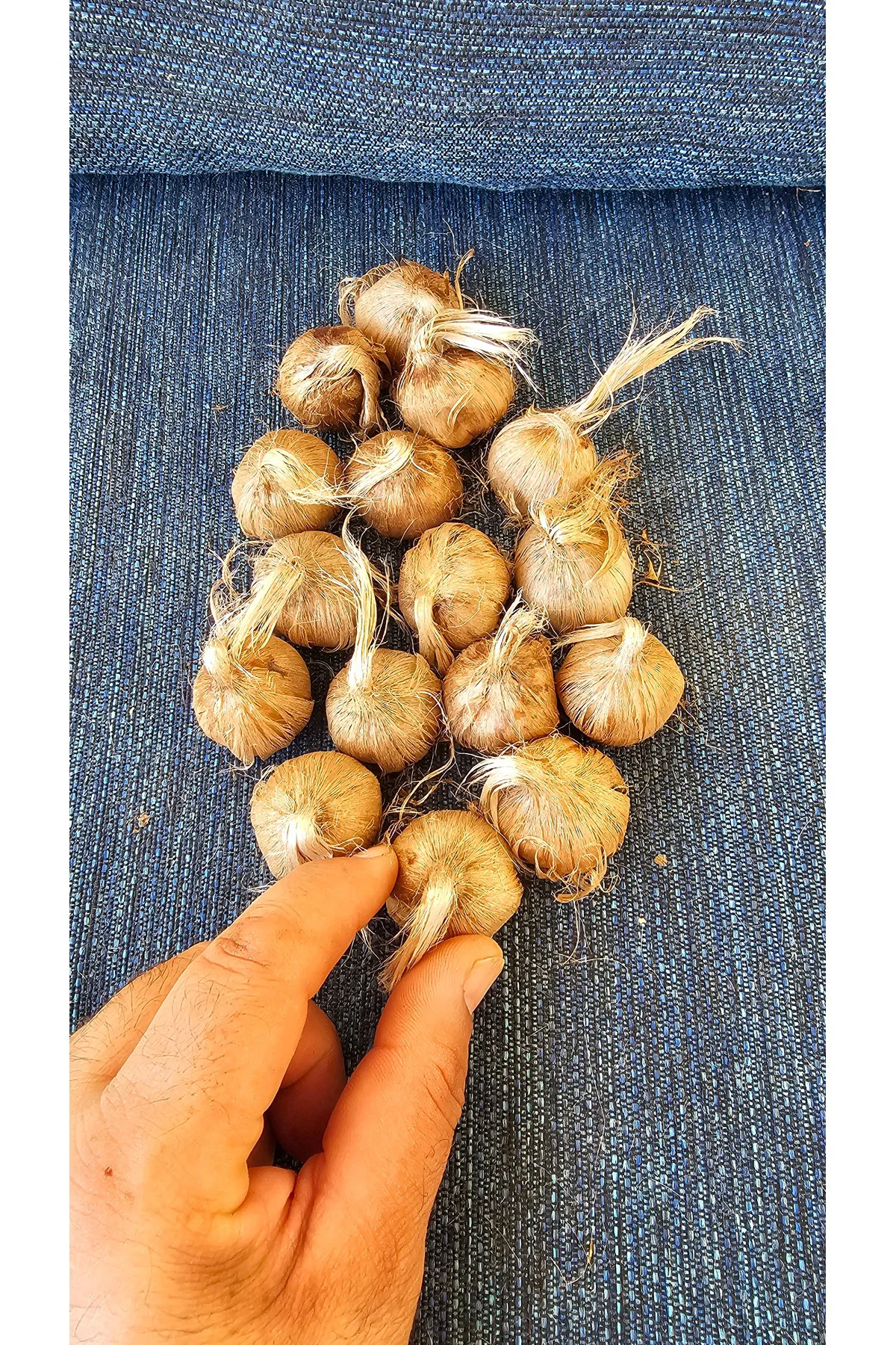 100 gram Duble İri Boy Orjinal Safranbolu SAFRAN SOĞANI Fiyatı, Yorumları ve Özellikleri